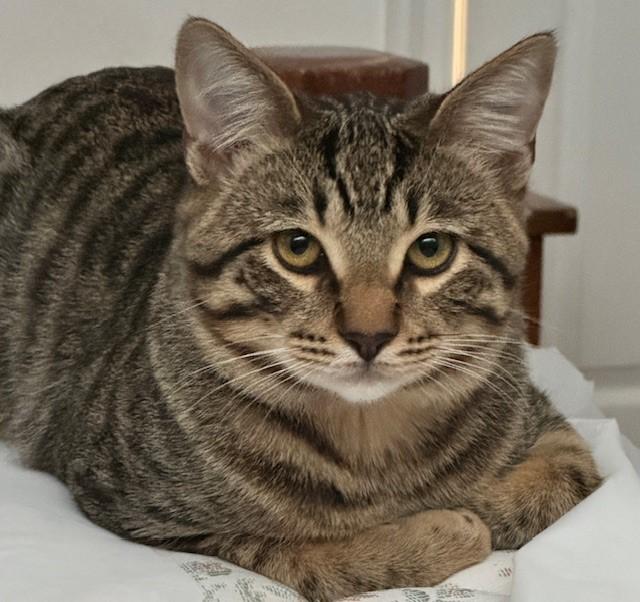 Enlarge Storm and Shiloh, a ADOPTABLE mixed breed in Laguna Beach, CA image 2/3