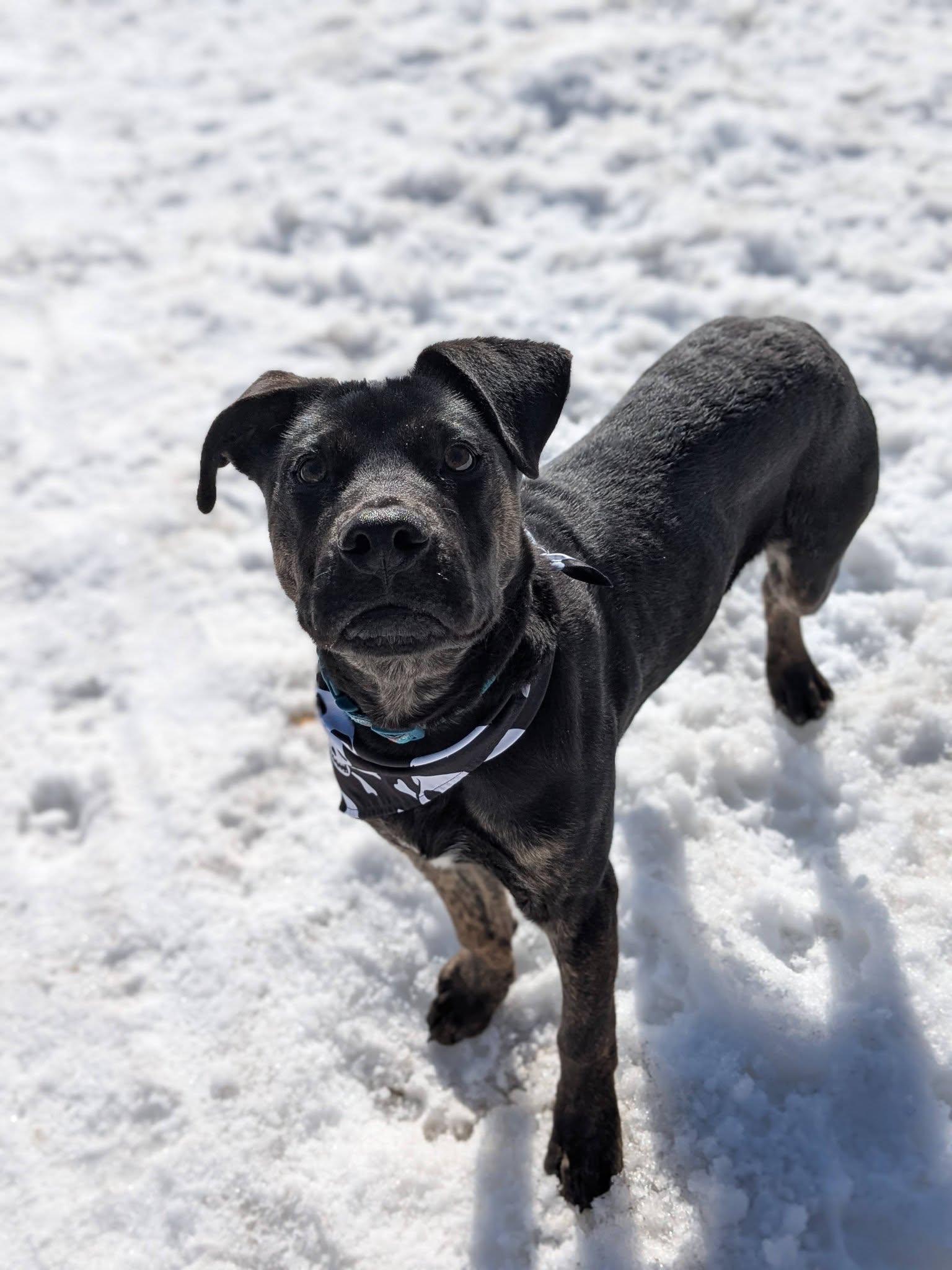 Enlarge Onyx, a ADOPTABLE mixed breed in Wahnapitae, ON image 2/2