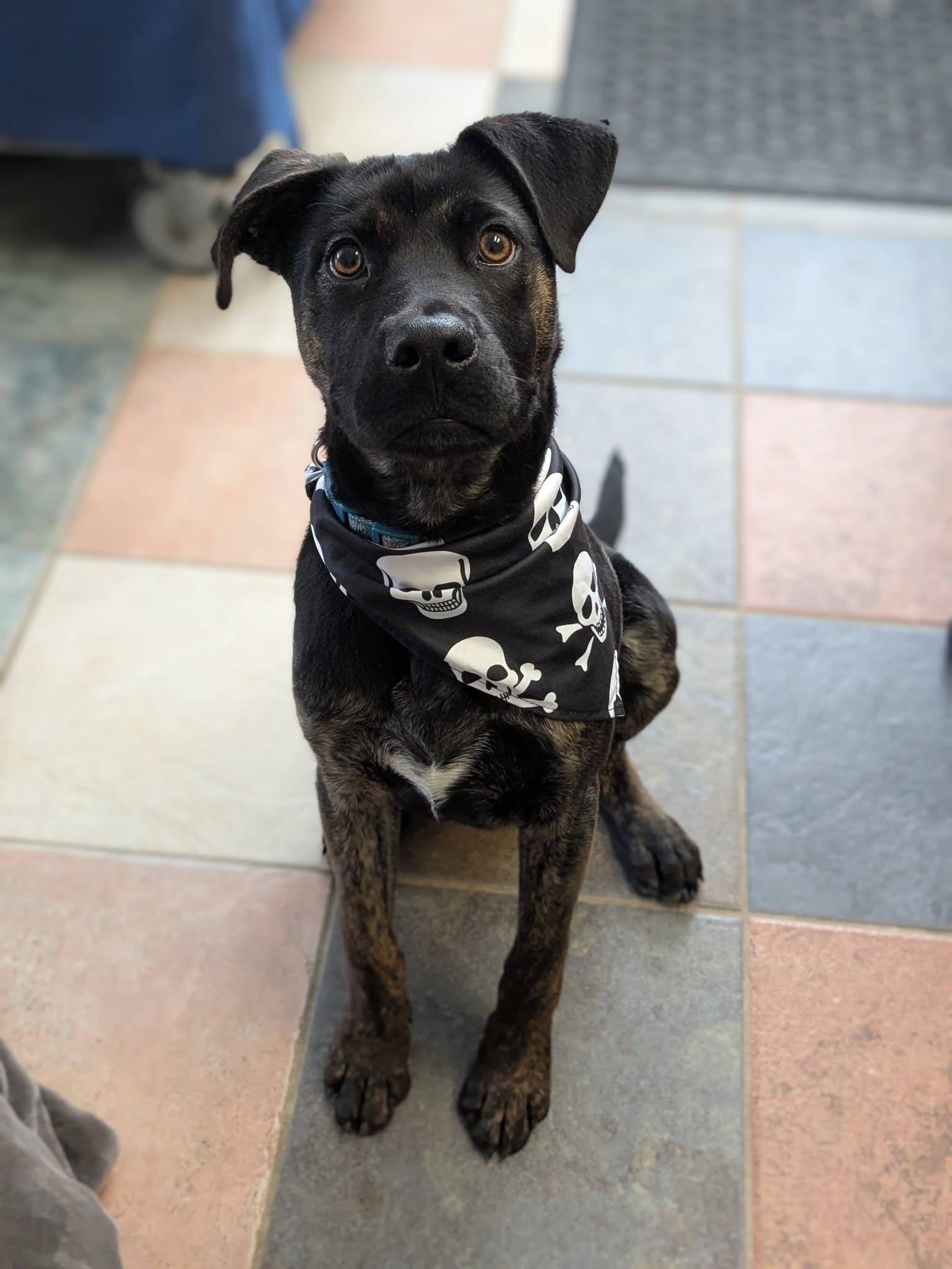 Onyx, ADOPTABLE, Puppy Male German Shepherd Dog.
