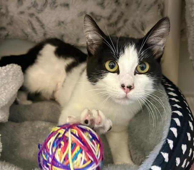 Enlarge AMEERA, a Adoptable Domestic Short Hair in Salinas, CA image 1/1