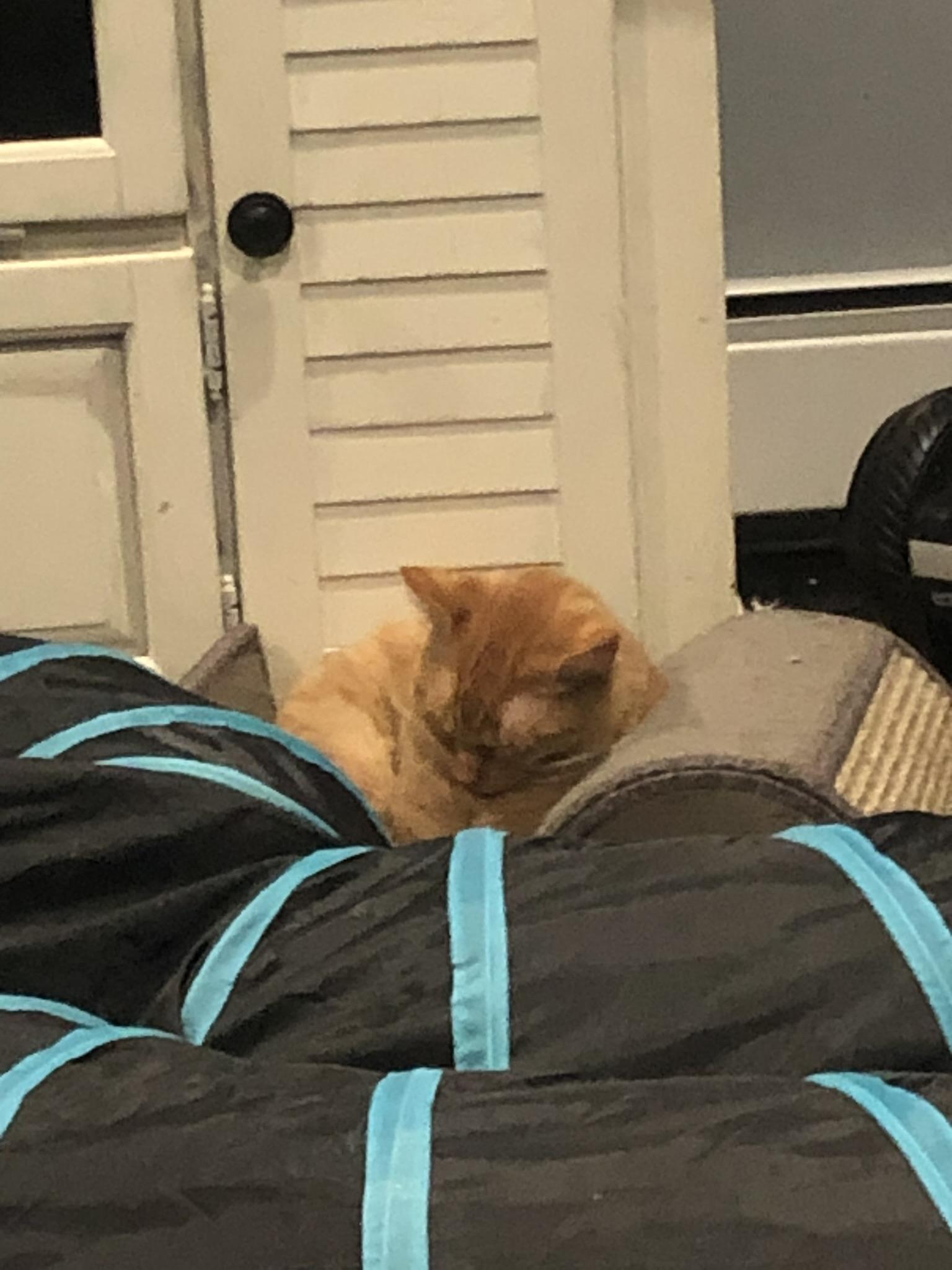 Garfield the Great photo 4