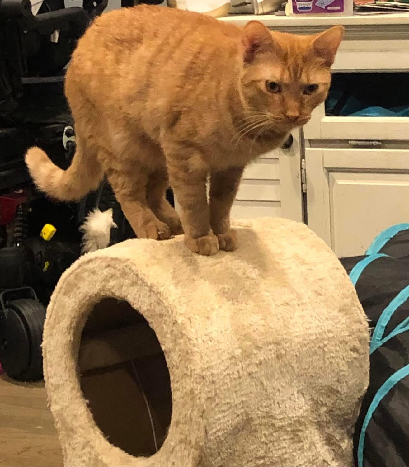Garfield the Great photo 2