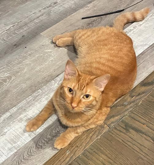 Garfield the Great, Adult Male Domestic Short Hair