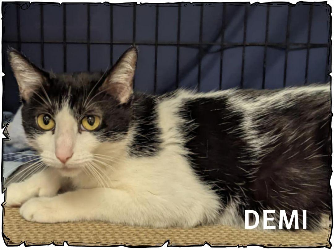 Demi, a Adoptable Domestic Short Hair in Whiting, IN image 4/5