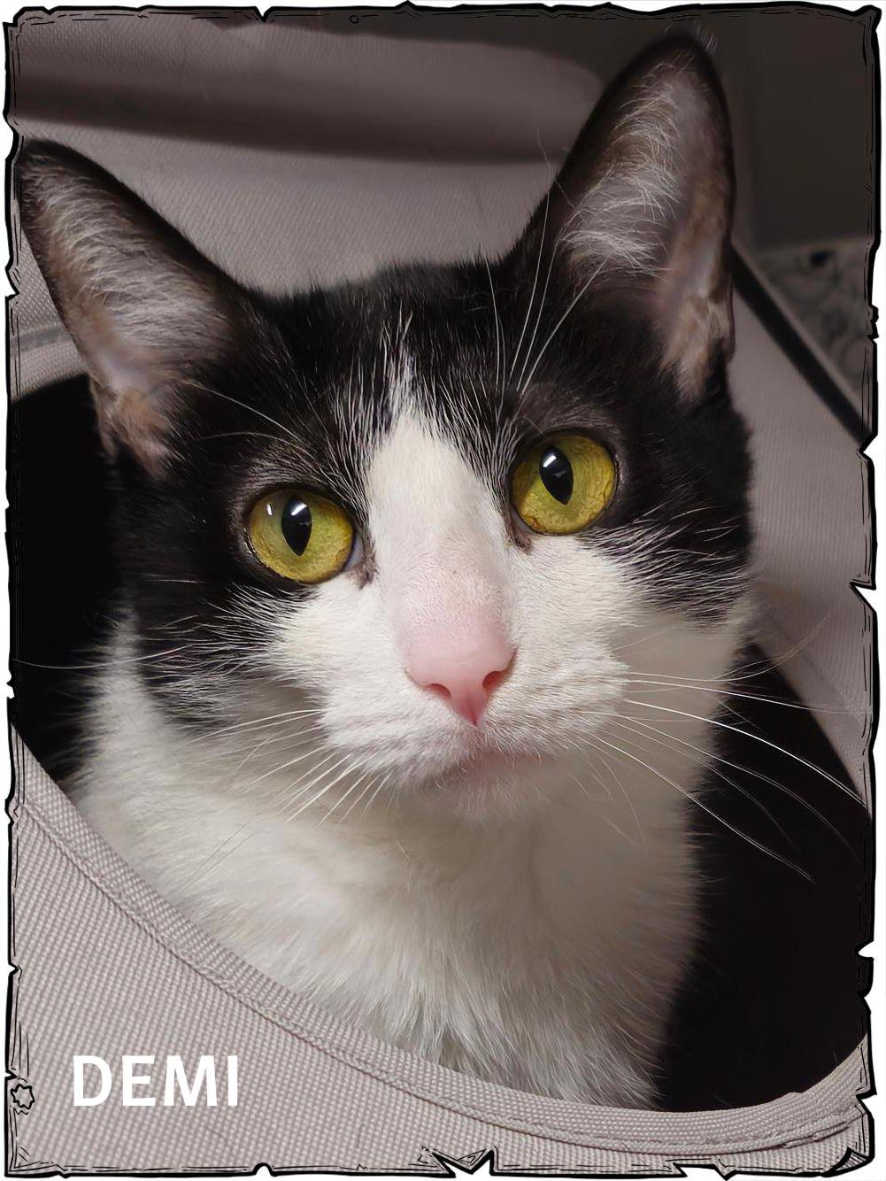 Demi, Adoptable, Adult Female Domestic Short Hair.