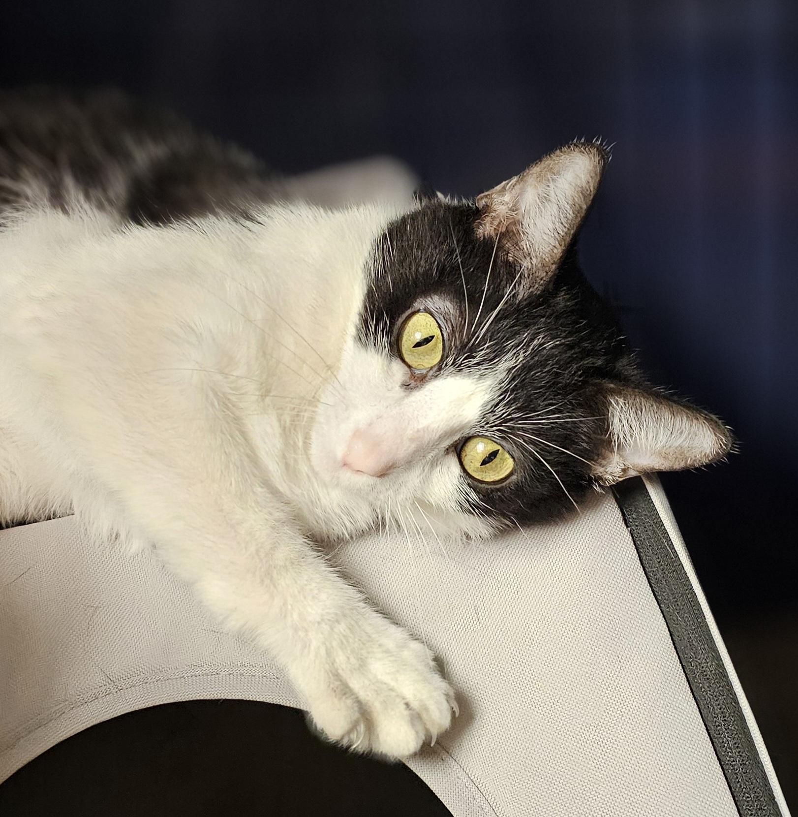 Demi, a Adoptable Domestic Short Hair in Whiting, IN image 3/5