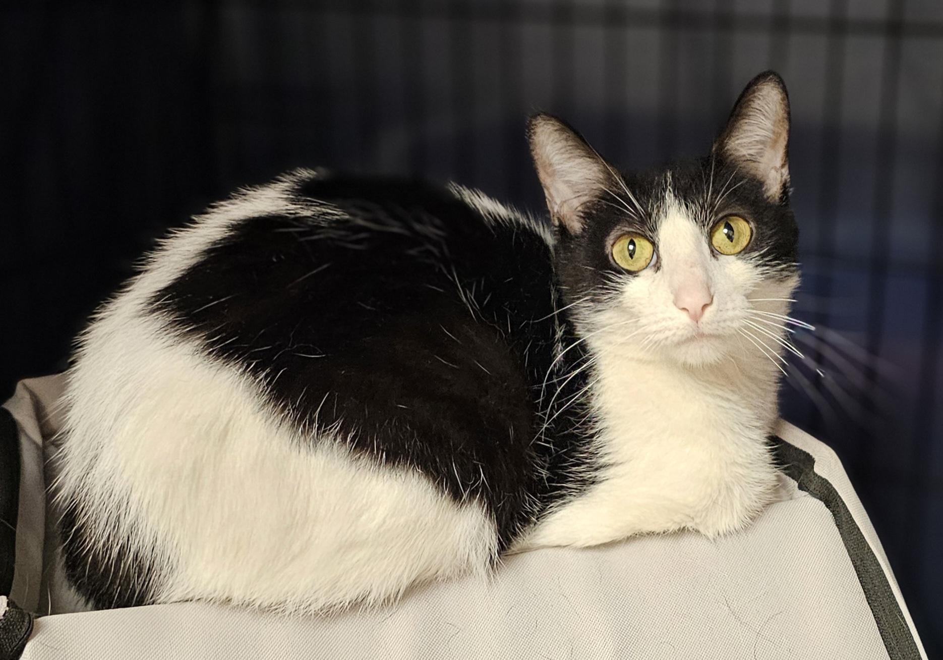 Demi, a Adoptable Domestic Short Hair in Whiting, IN image 2/5