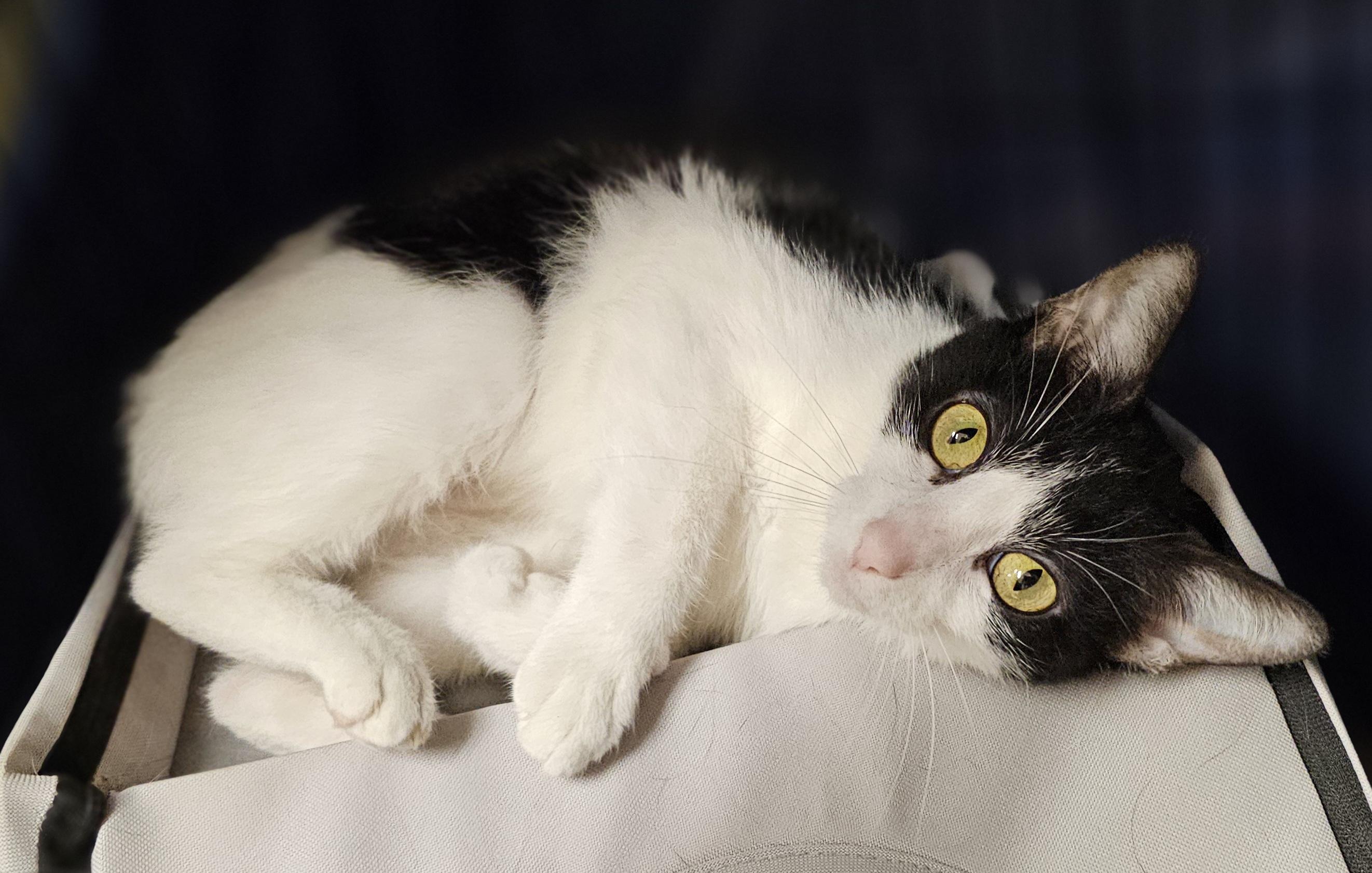 Demi, a Adoptable Domestic Short Hair in Whiting, IN image 5/5