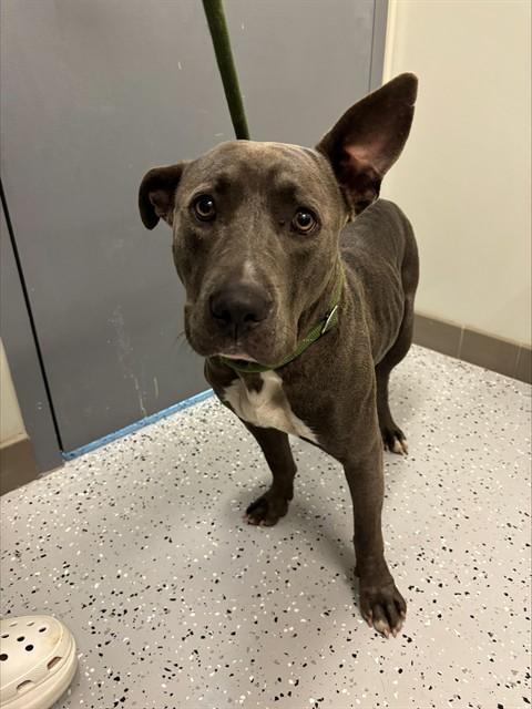 Enlarge GYPSY, a Adoptable mixed breed in Forney, TX image 1/1