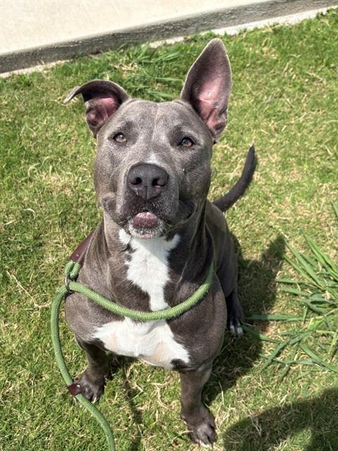 GYPSY, Adoptable, Young Female Basset Hound & Pit Bull Terrier.