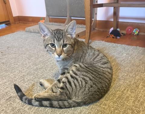 Oliver, ADOPTABLE, Young Male Domestic Short Hair.