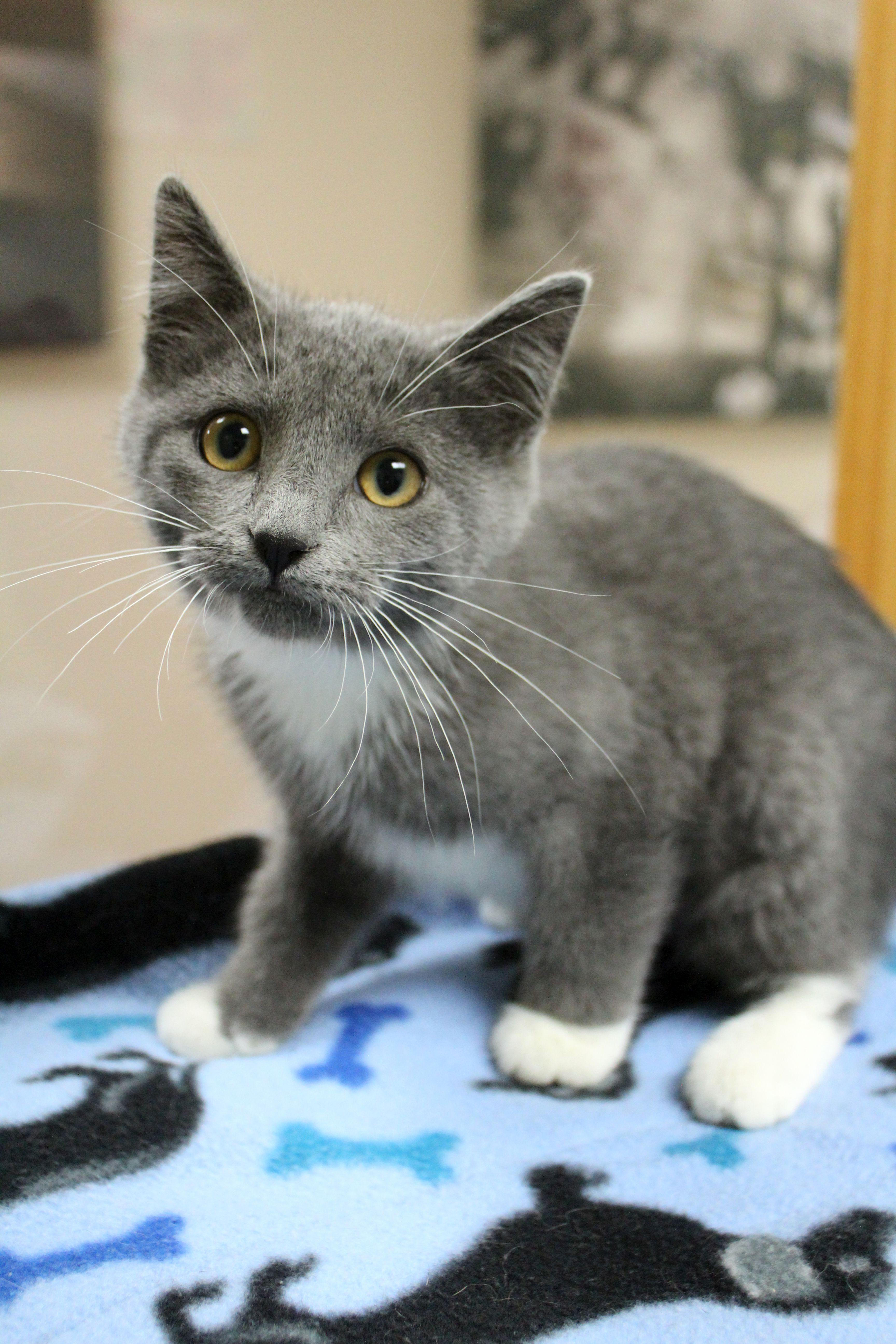 Fruit Snack, a ADOPTABLE Tuxedo in Portage, WI image 2/3