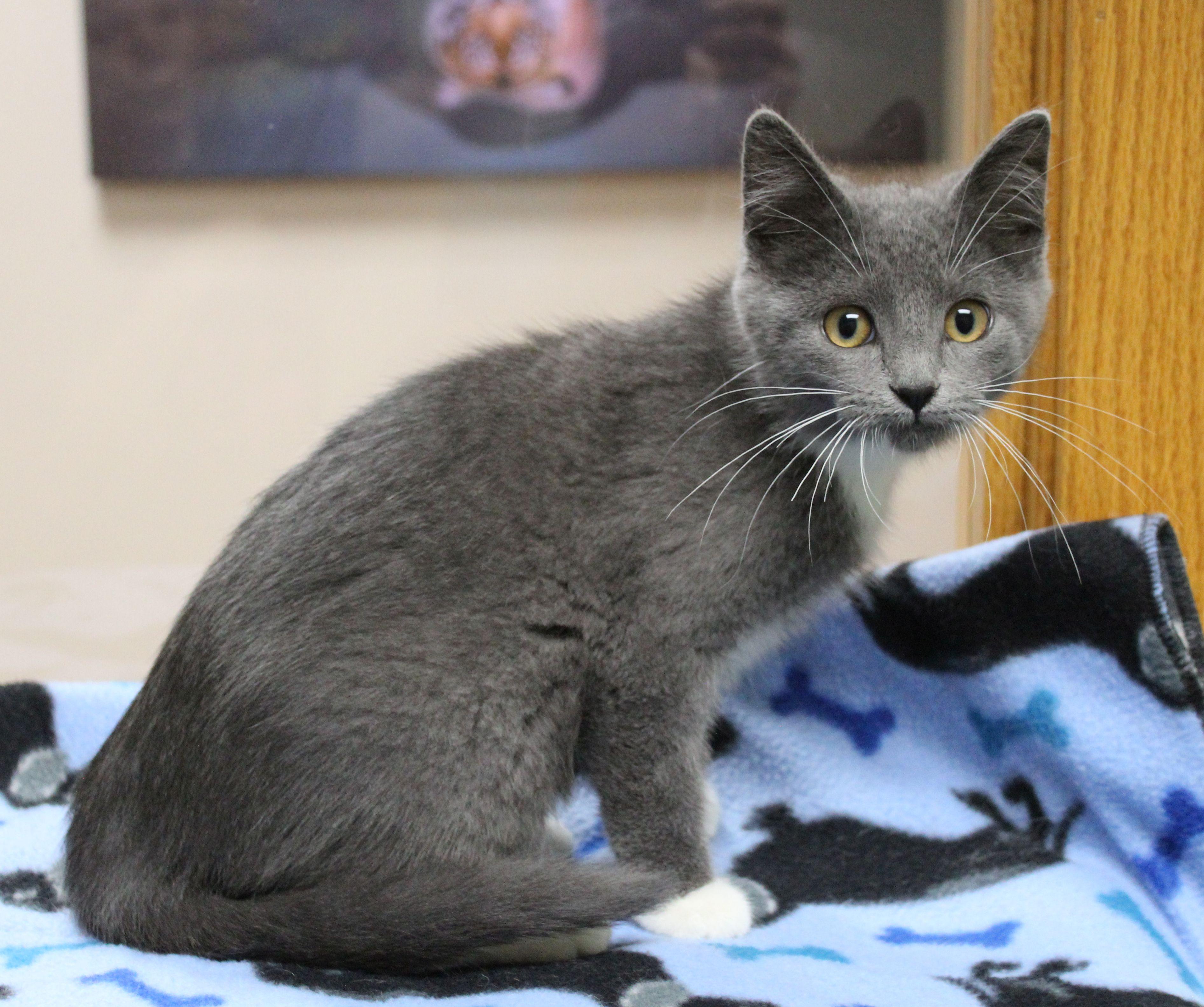 Fruit Snack, ADOPTABLE, Kitten Female Tuxedo.