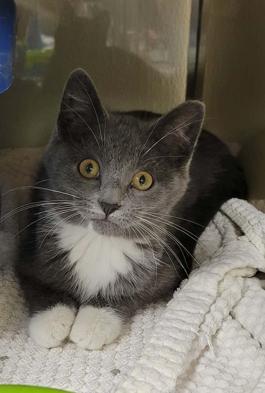 Fruit Snack, a ADOPTABLE Tuxedo in Portage, WI image 3/3