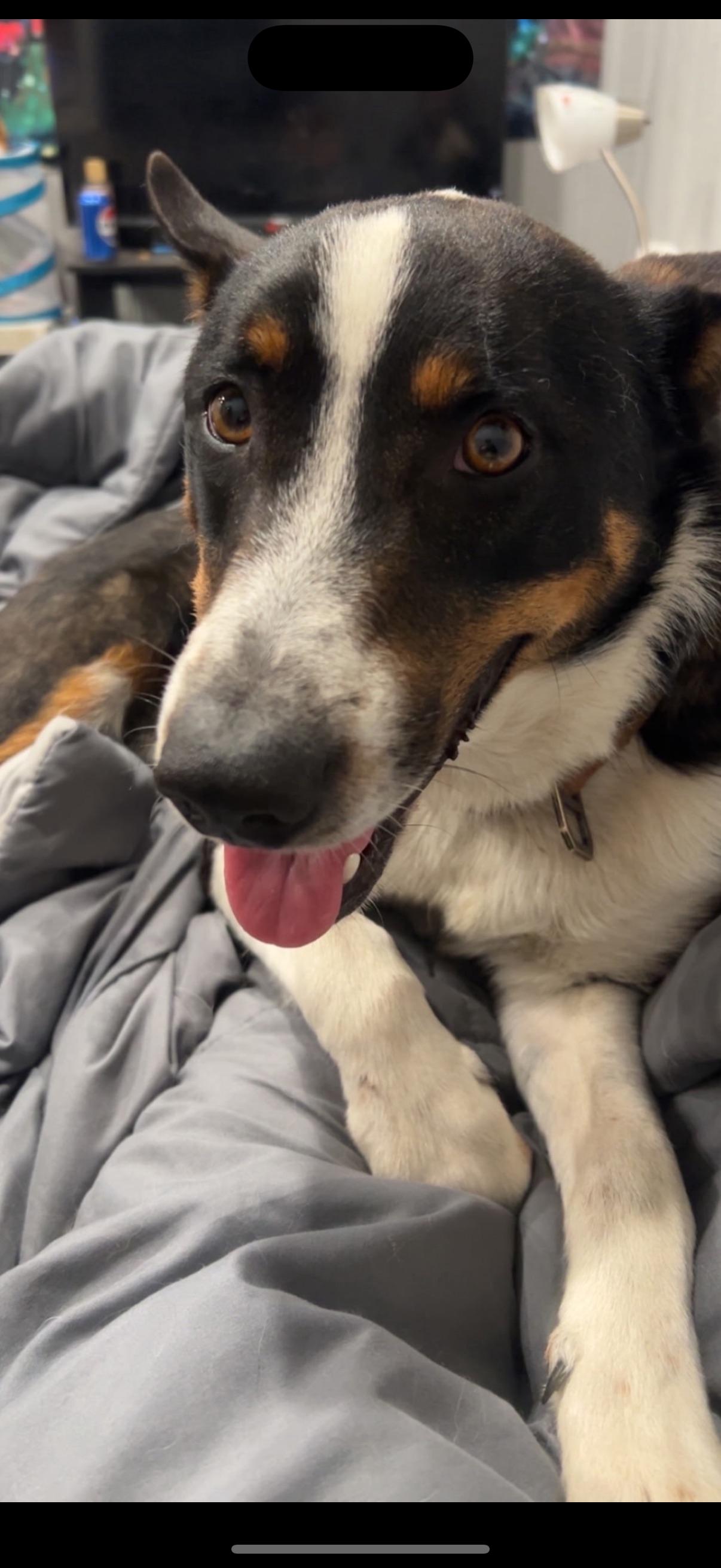 Enlarge Gyro, a Adoptable Australian Shepherd in Farmington, MO image 1/2