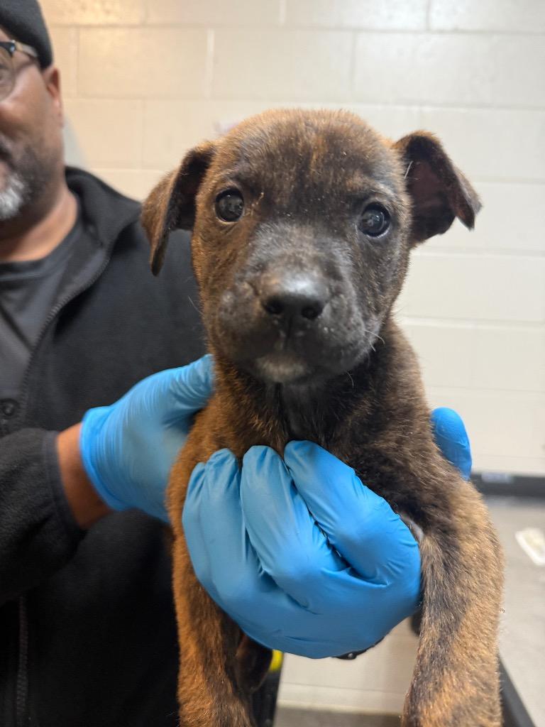 Enlarge Arnold, a Adoptable Mixed Breed in Rock Hill, NY image 1/1