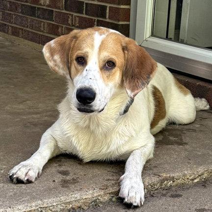 GUS, Adoptable, Young Male Basset Hound & Great Pyrenees.