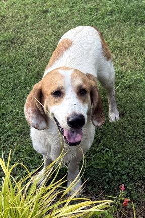 GUS, a Adoptable mixed breed in Mays Landing, NJ image 2/3