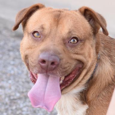 Bernie, a Adoptable mixed breed in Cincinnati, OH image 4/5