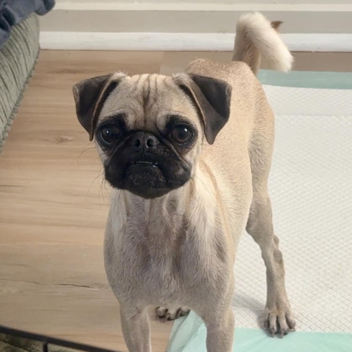 Enlarge Earl, a ADOPTABLE Pug in Goodyear, AZ image 2/5