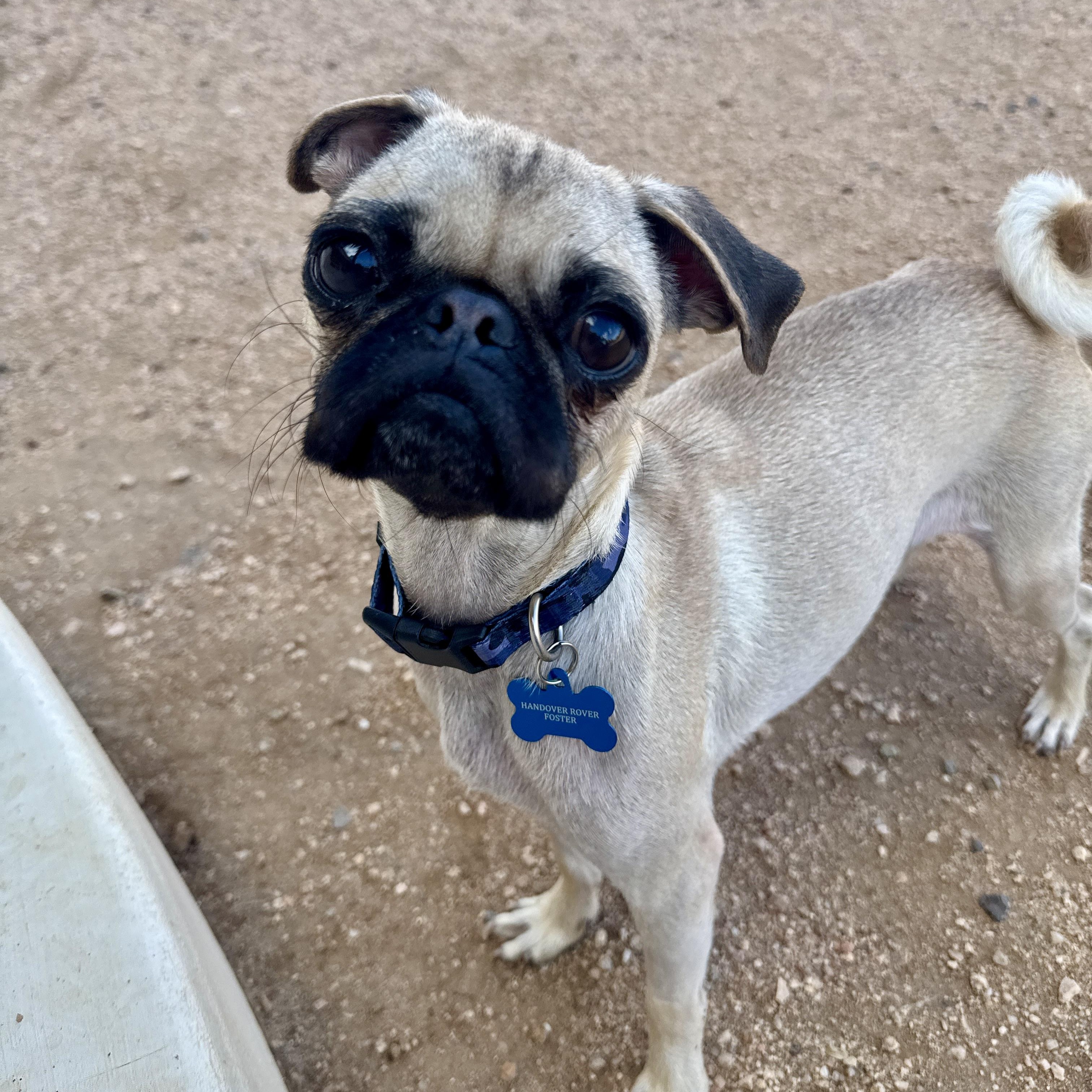 Enlarge Earl, a ADOPTABLE Pug in Goodyear, AZ image 3/5