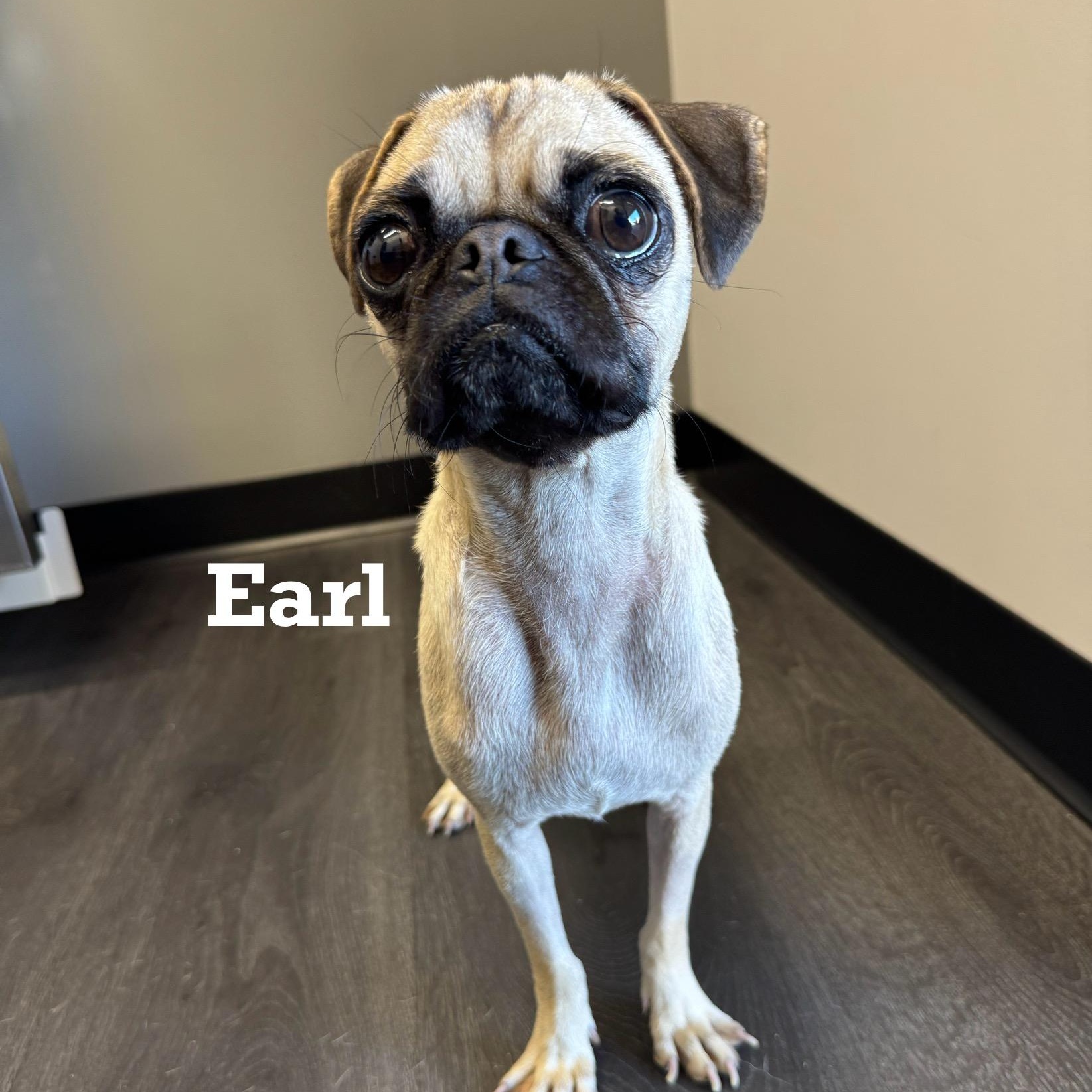 Enlarge Earl, a ADOPTABLE Pug in Goodyear, AZ image 1/5