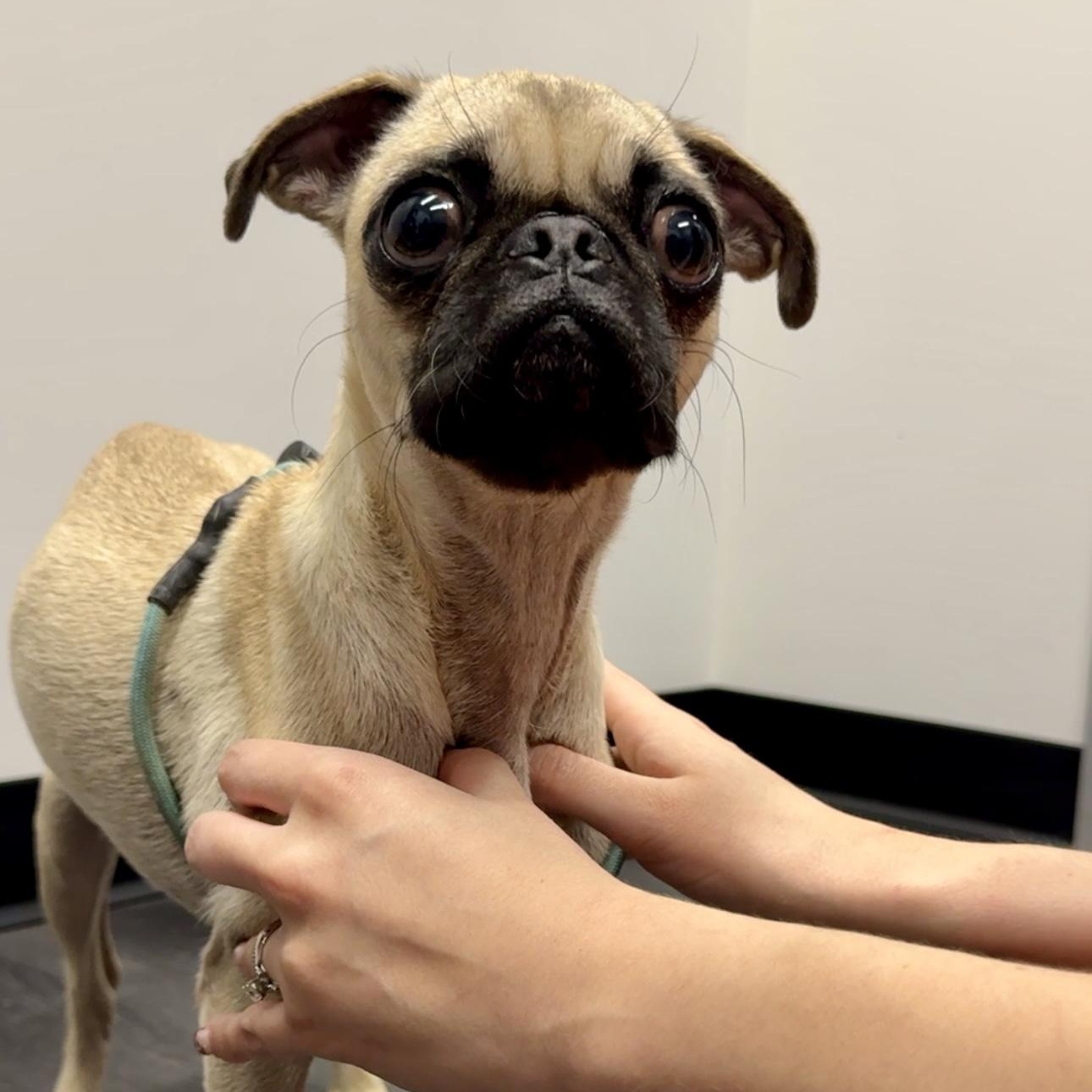 Enlarge Earl, a ADOPTABLE Pug in Goodyear, AZ image 4/5