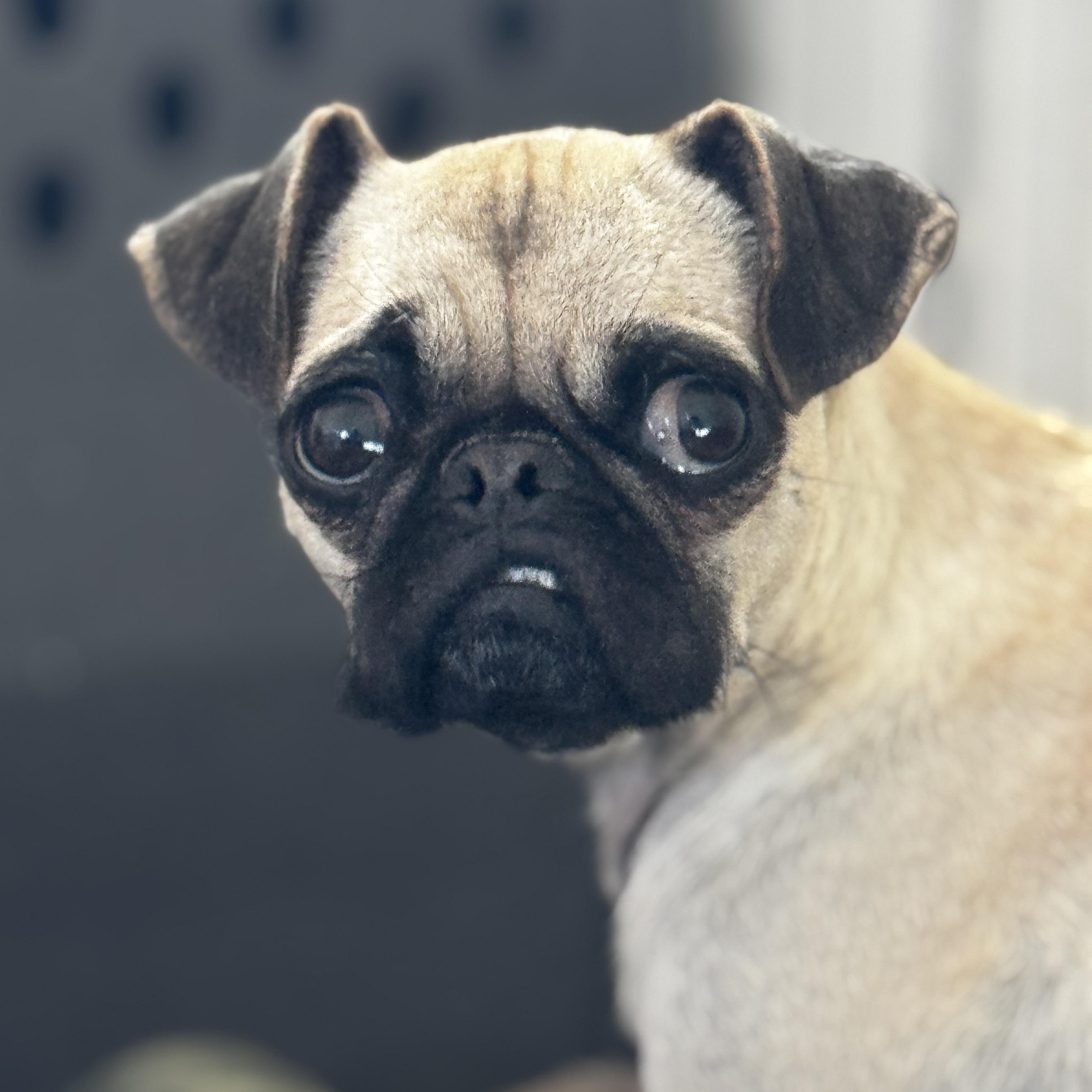 Enlarge Earl, a ADOPTABLE Pug in Goodyear, AZ image 5/5