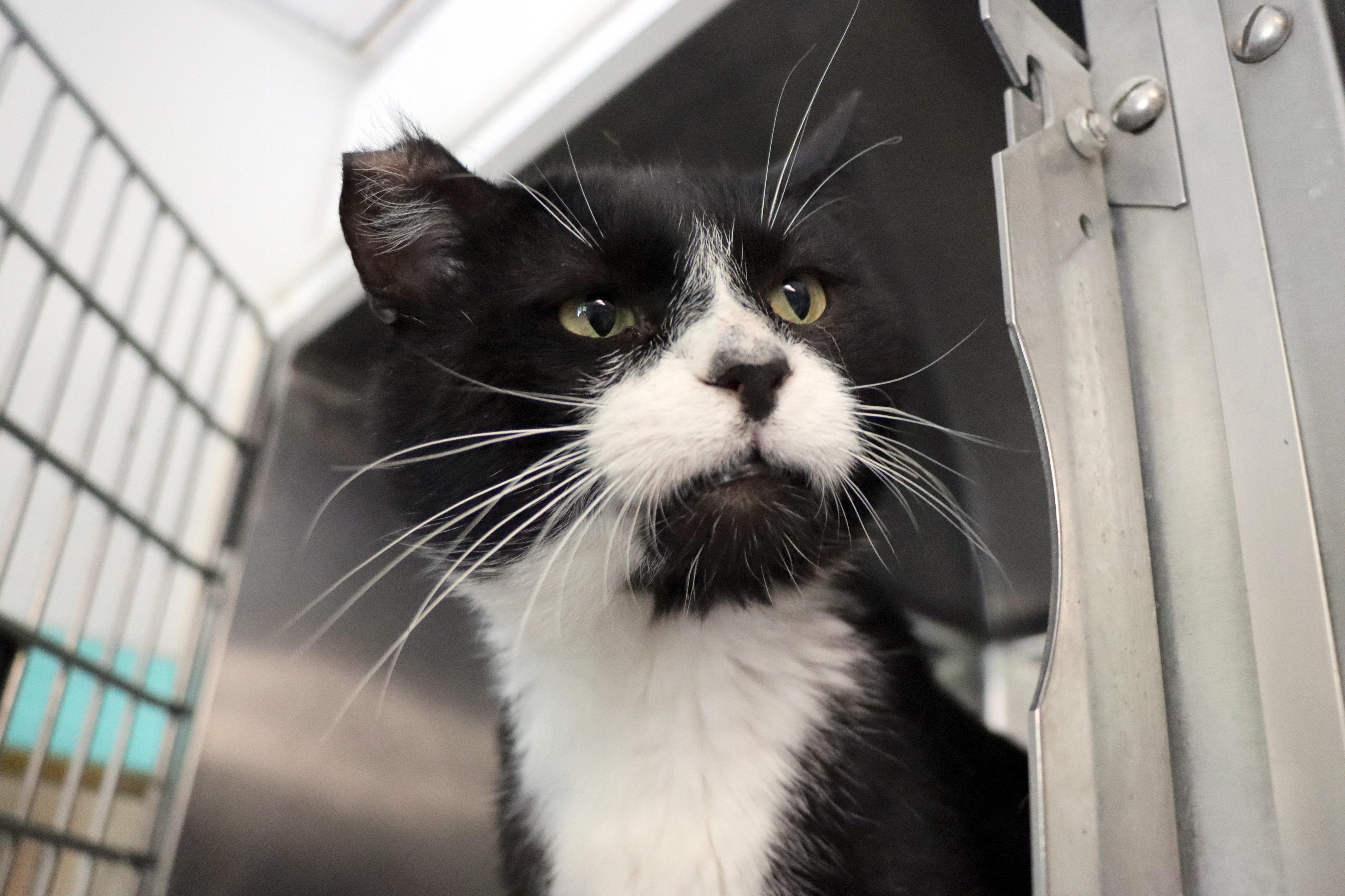 Enlarge Boogie, a Adoptable Domestic Medium Hair in House Springs, MO image 1/3