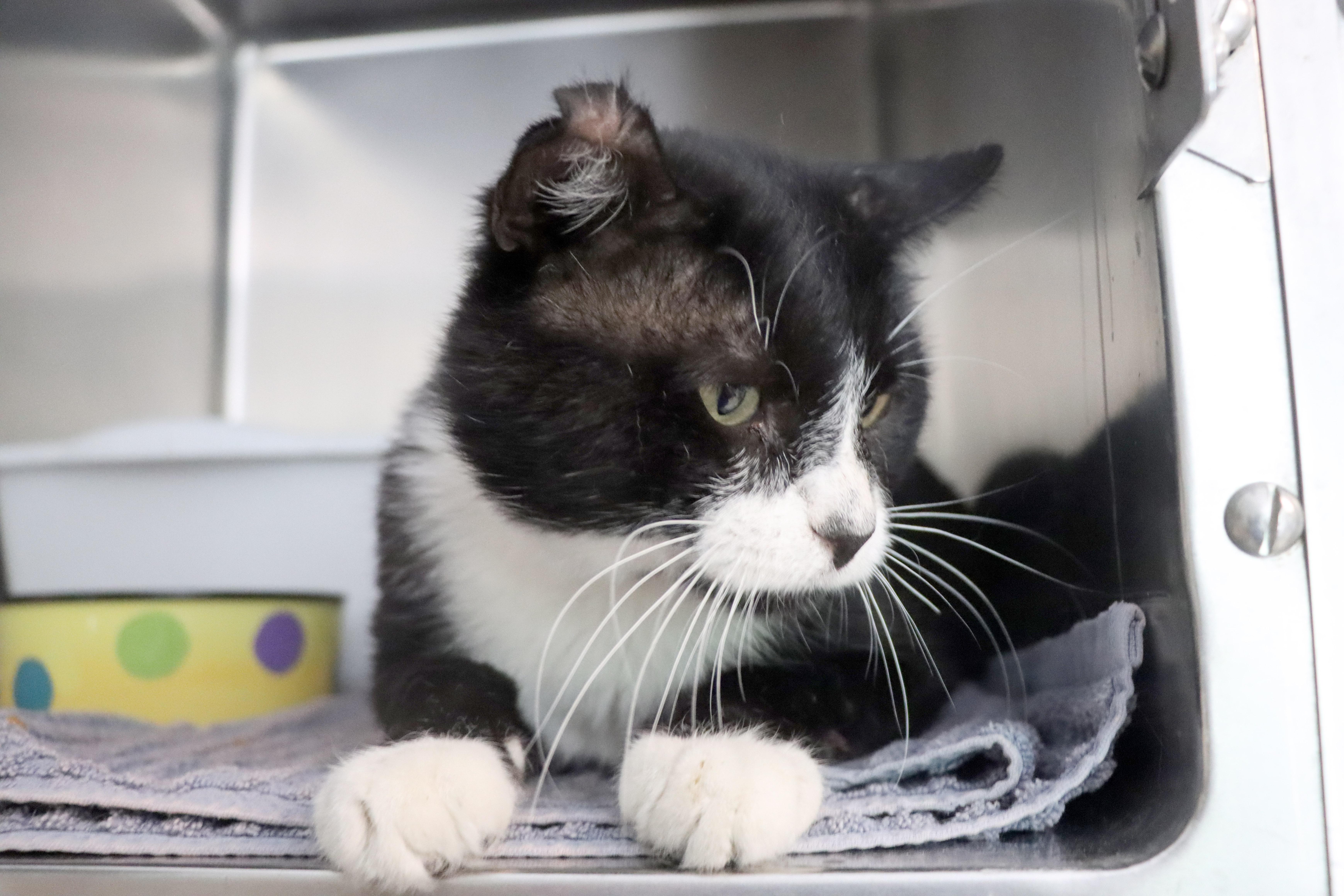 Enlarge Boogie, a Adoptable Domestic Medium Hair in House Springs, MO image 2/3