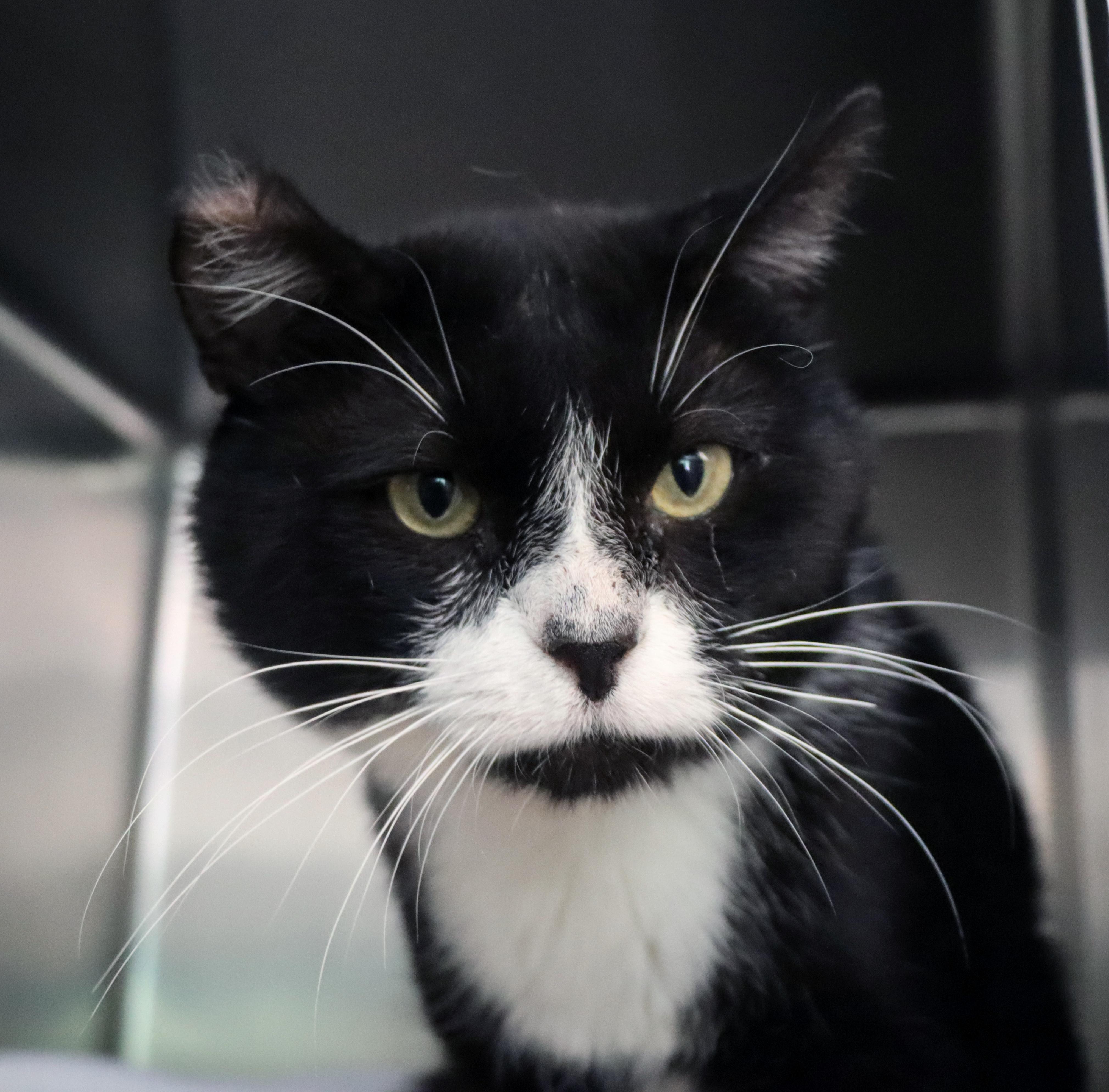 Enlarge Boogie, a Adoptable Domestic Medium Hair in House Springs, MO image 3/3