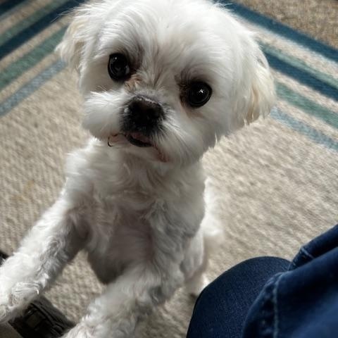 Marilyn , ADOPTABLE, Adult Female Maltese.
