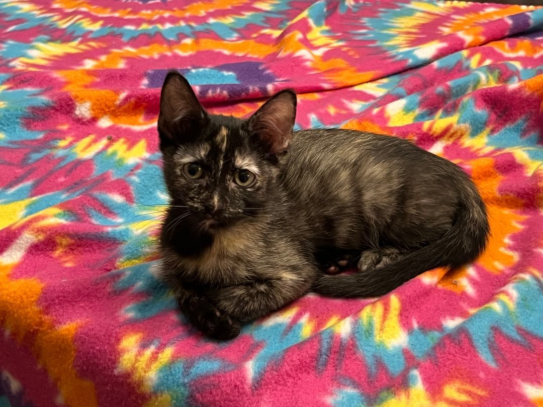 Maya, Adopted, Young Female Tortoiseshell.