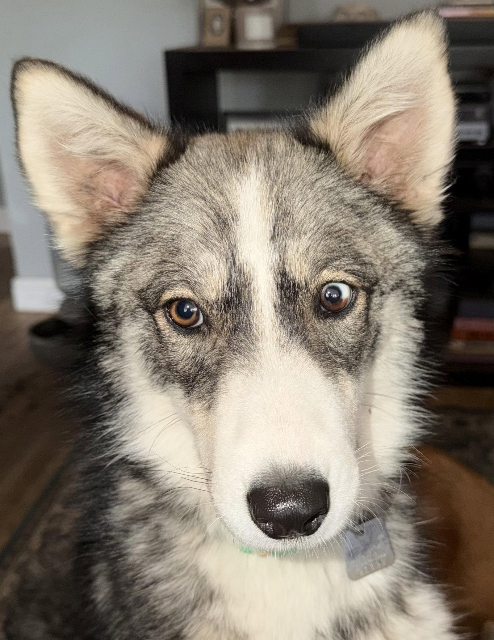 Raya AKA Baby Wolf lol, a Adoptable Husky in Evergreen, CO image 2/3