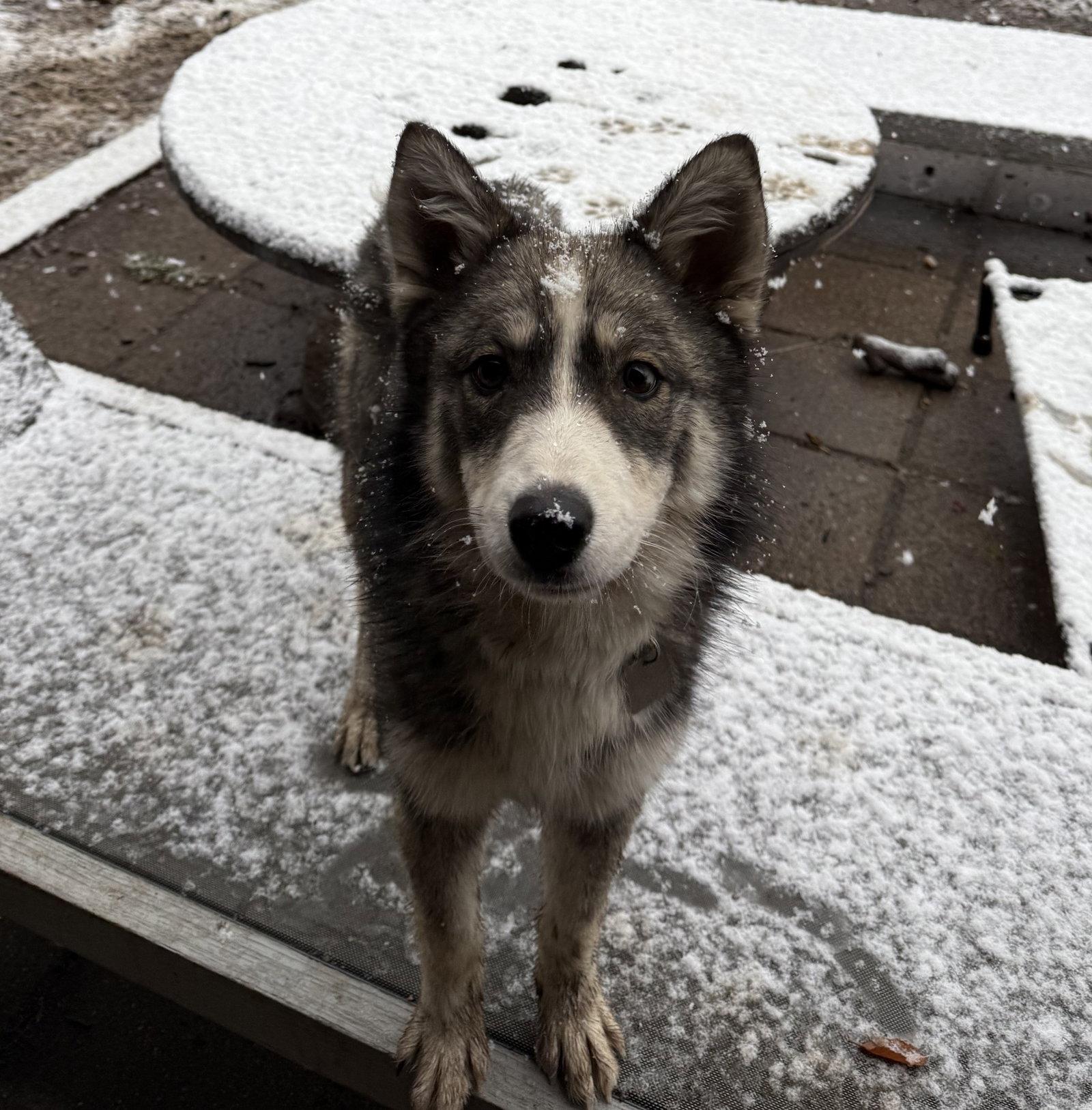 Raya AKA Baby Wolf lol, a Adoptable Husky in Evergreen, CO image 3/3