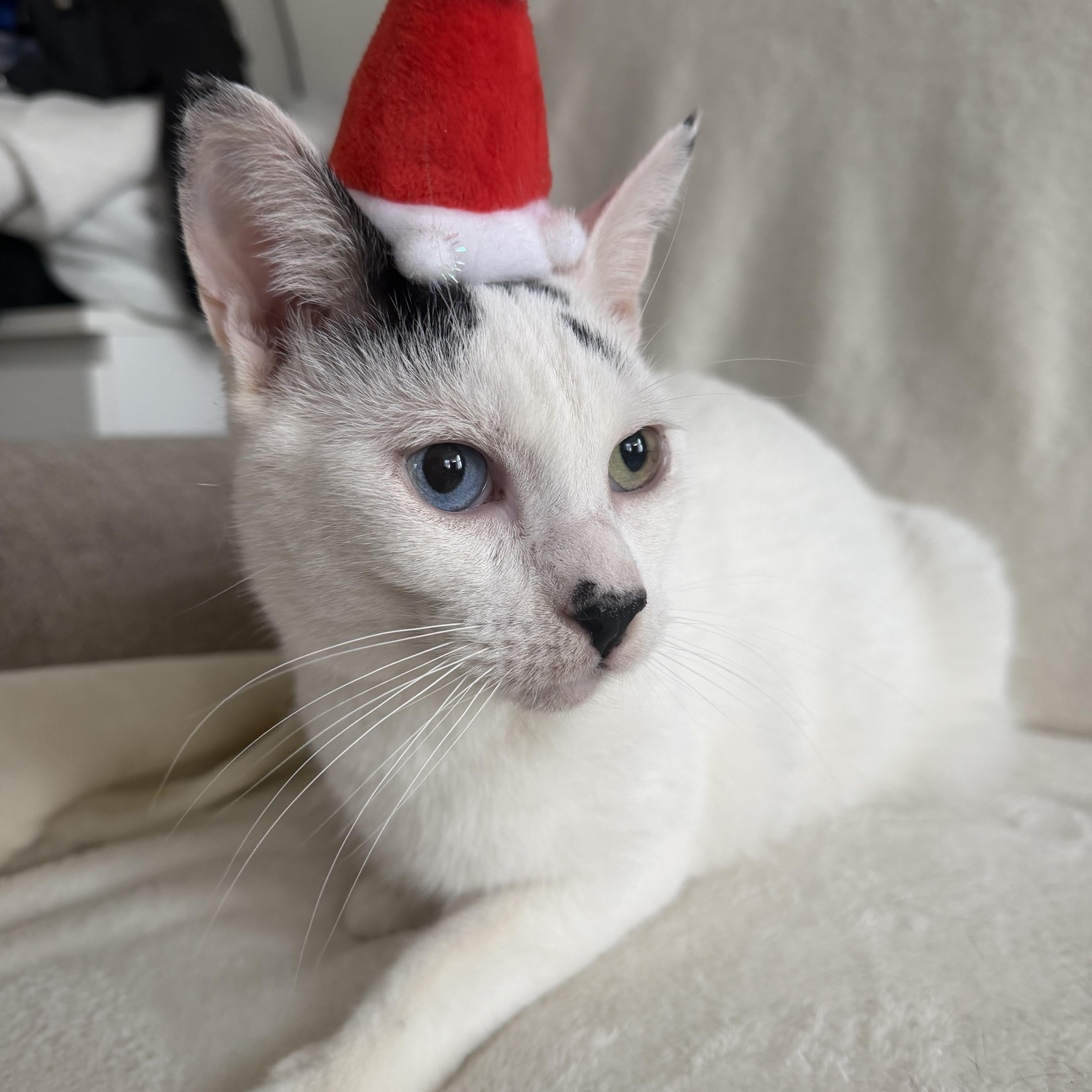 Berry, Adoptable, Adult Male Domestic Short Hair.