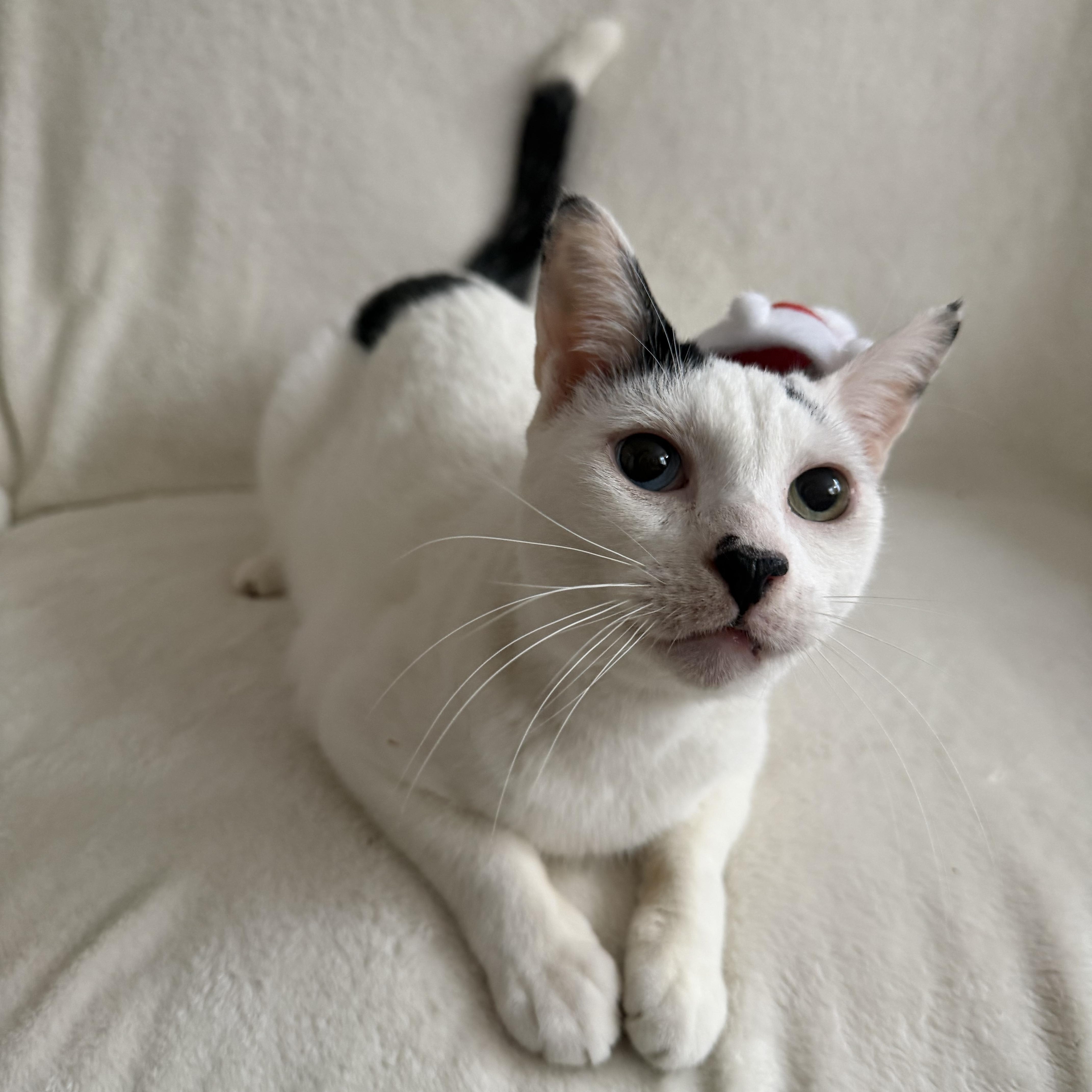 Enlarge Berry, a Adoptable Domestic Short Hair in Wrightstown, NJ image 2/5