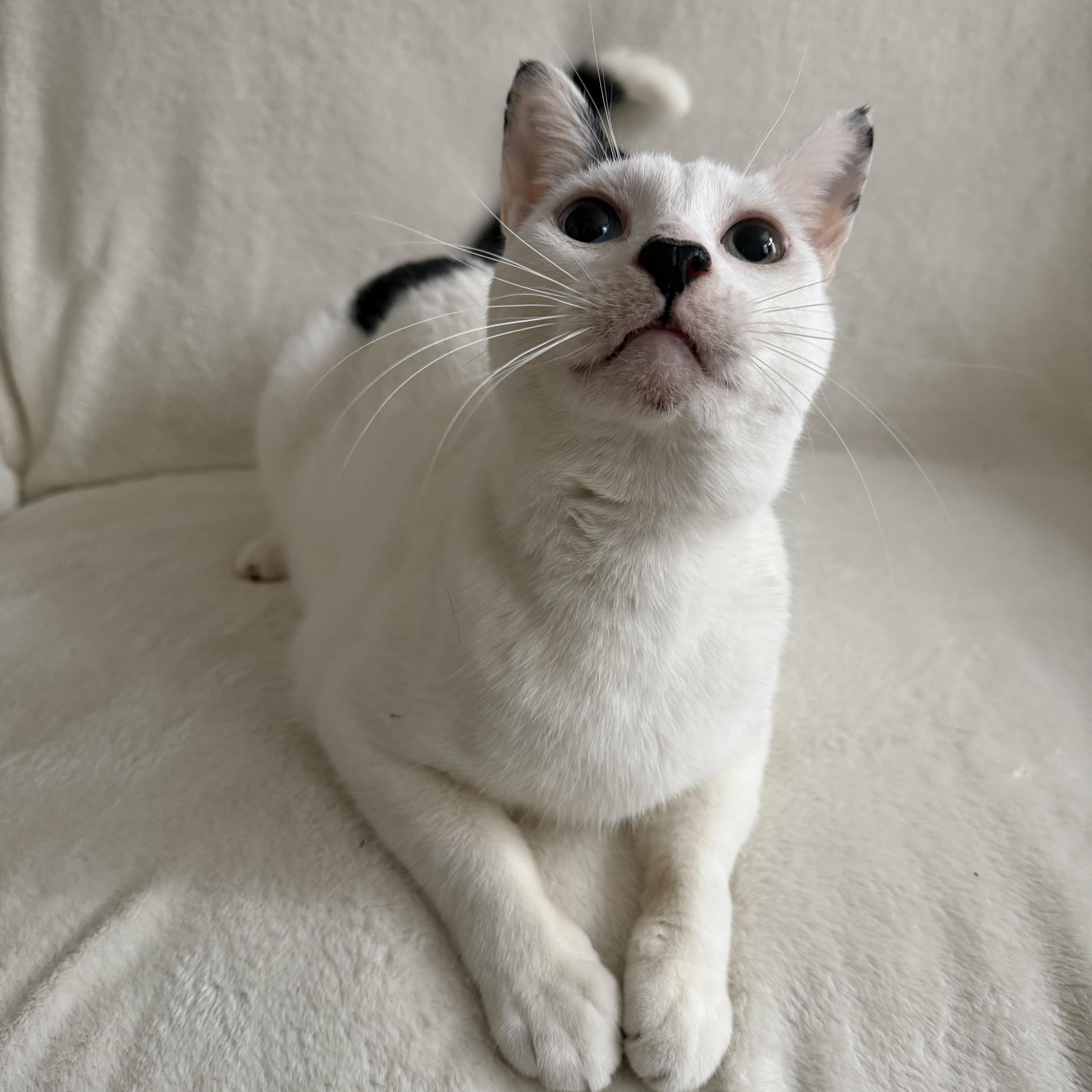 Enlarge Berry, a Adoptable Domestic Short Hair in Wrightstown, NJ image 3/5