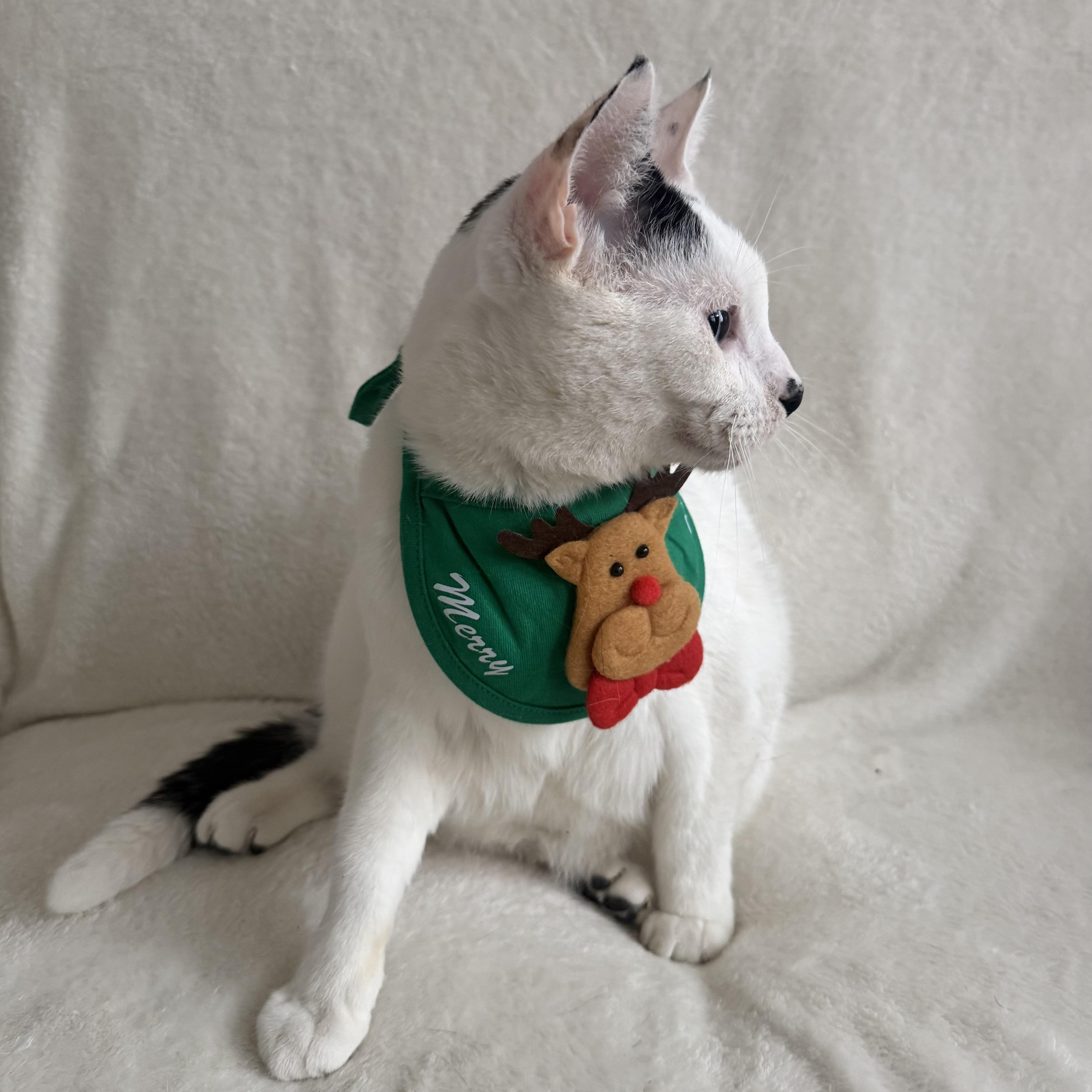 Enlarge Berry, a Adoptable Domestic Short Hair in Wrightstown, NJ image 4/5