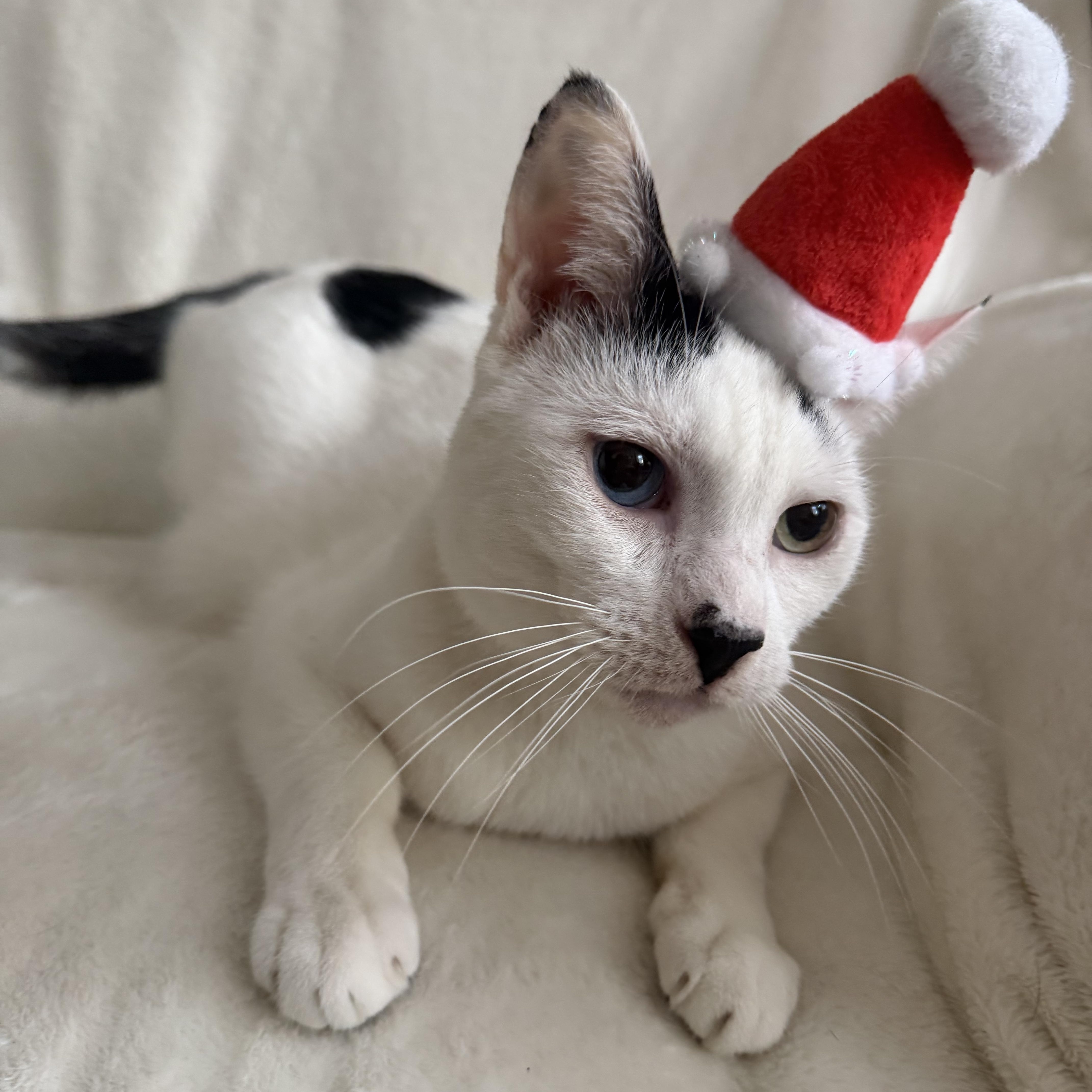 Enlarge Berry, a Adoptable Domestic Short Hair in Wrightstown, NJ image 5/5