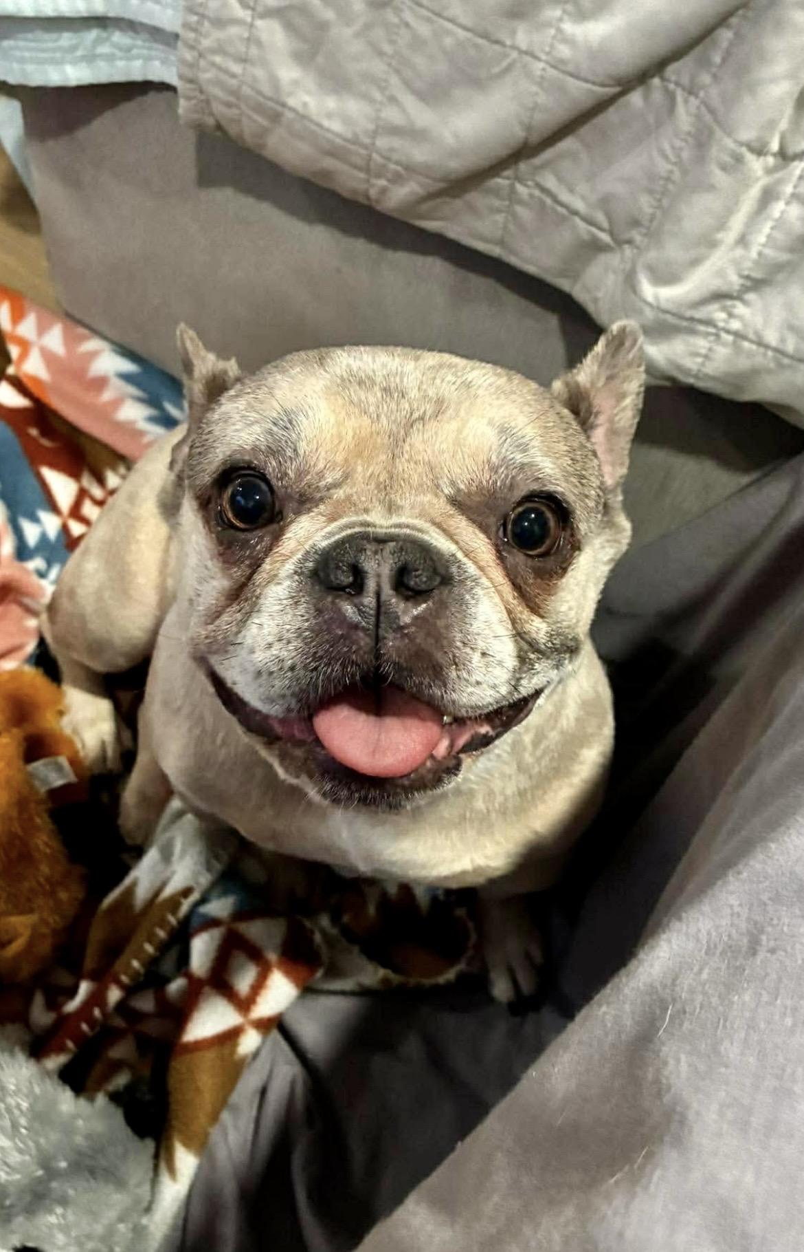 MELODY the Merle Frenchie , a ADOPTABLE French Bulldog in Media, PA image 2/6
