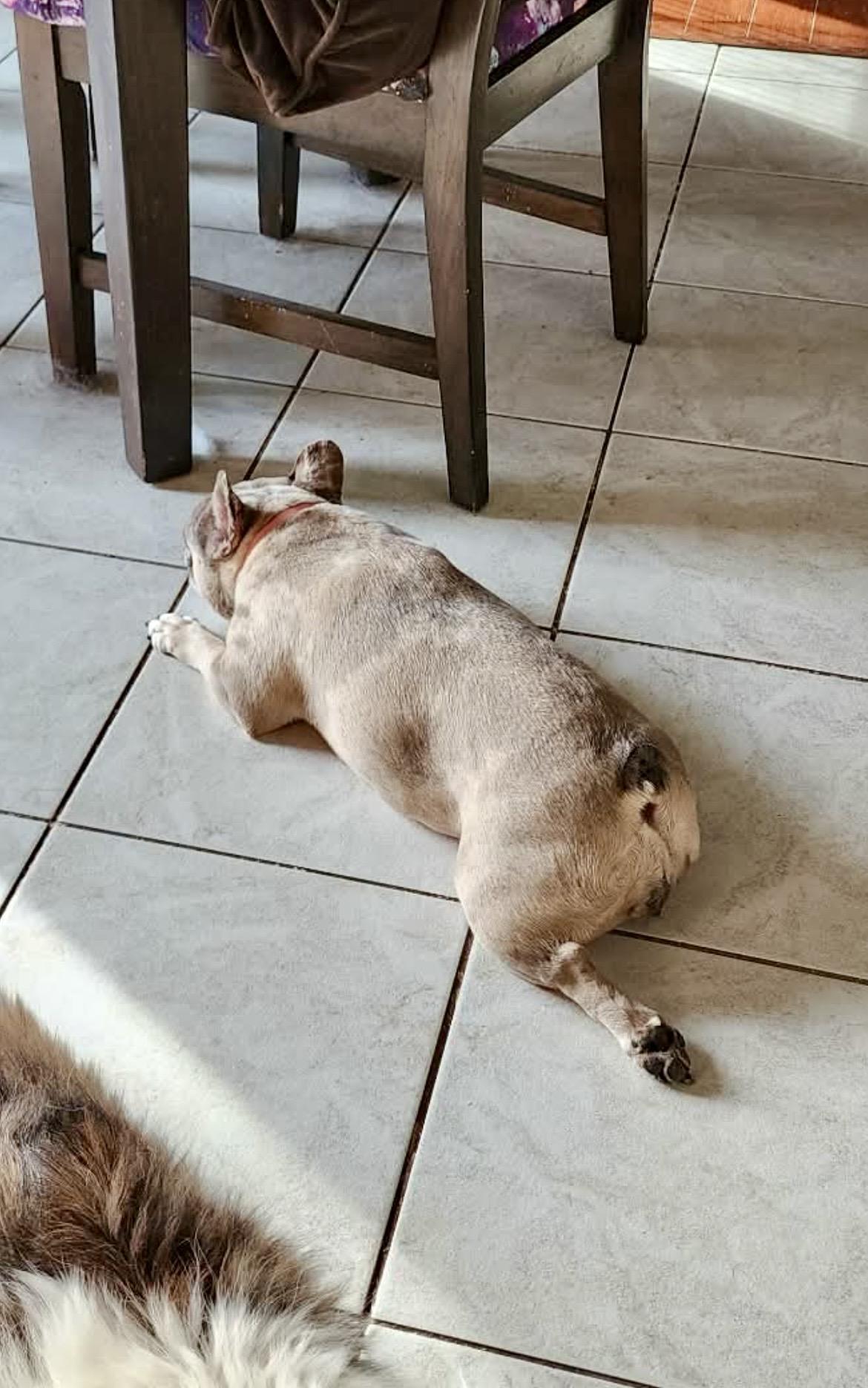 MELODY the Merle Frenchie , a ADOPTABLE French Bulldog in Media, PA image 4/6