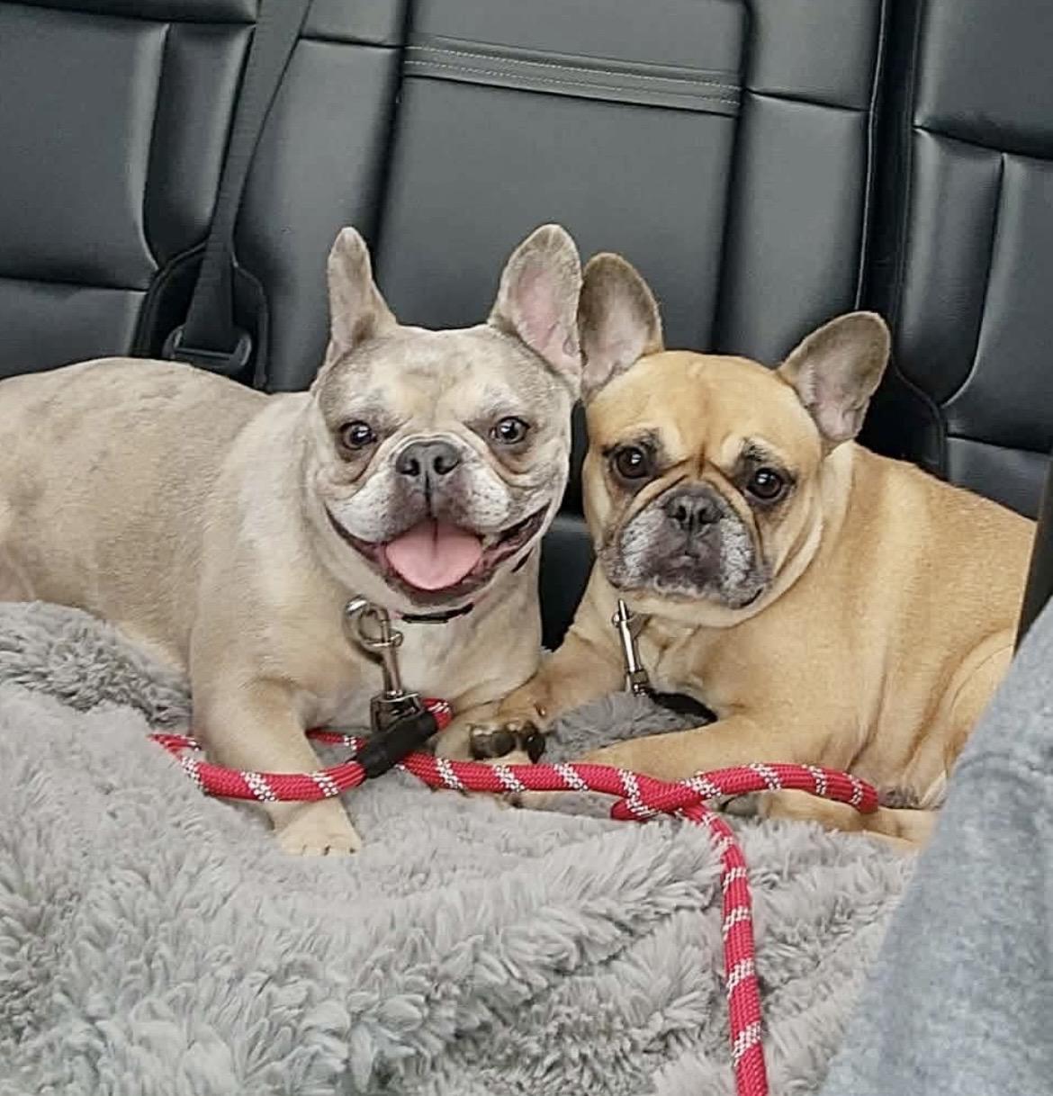 MELODY the Merle Frenchie , a ADOPTABLE French Bulldog in Media, PA image 5/6