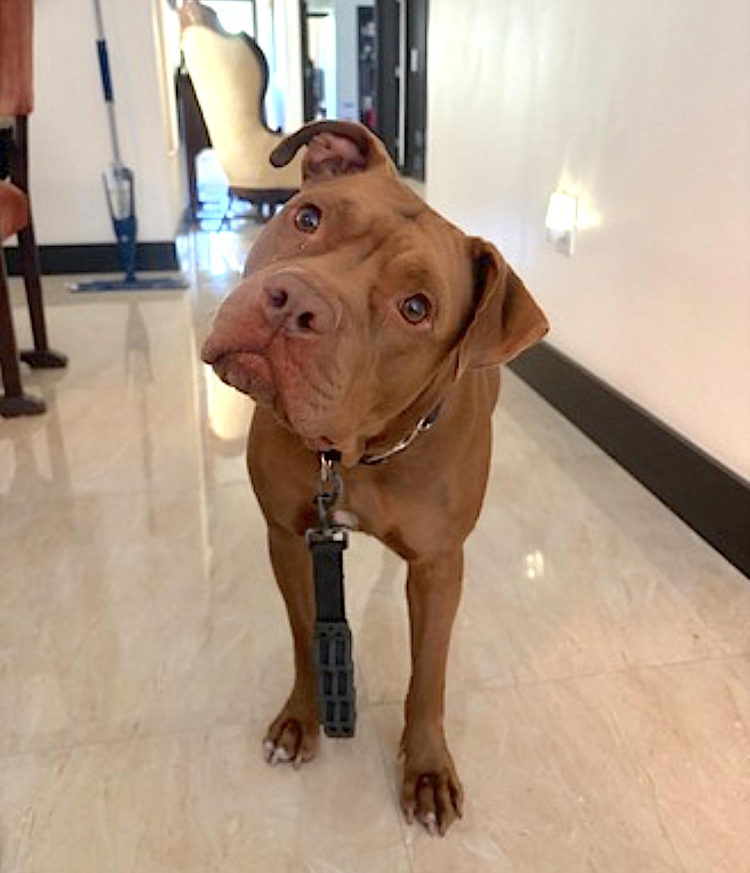 Coco, an adopted mixed breed in Miami, FL image 4/4