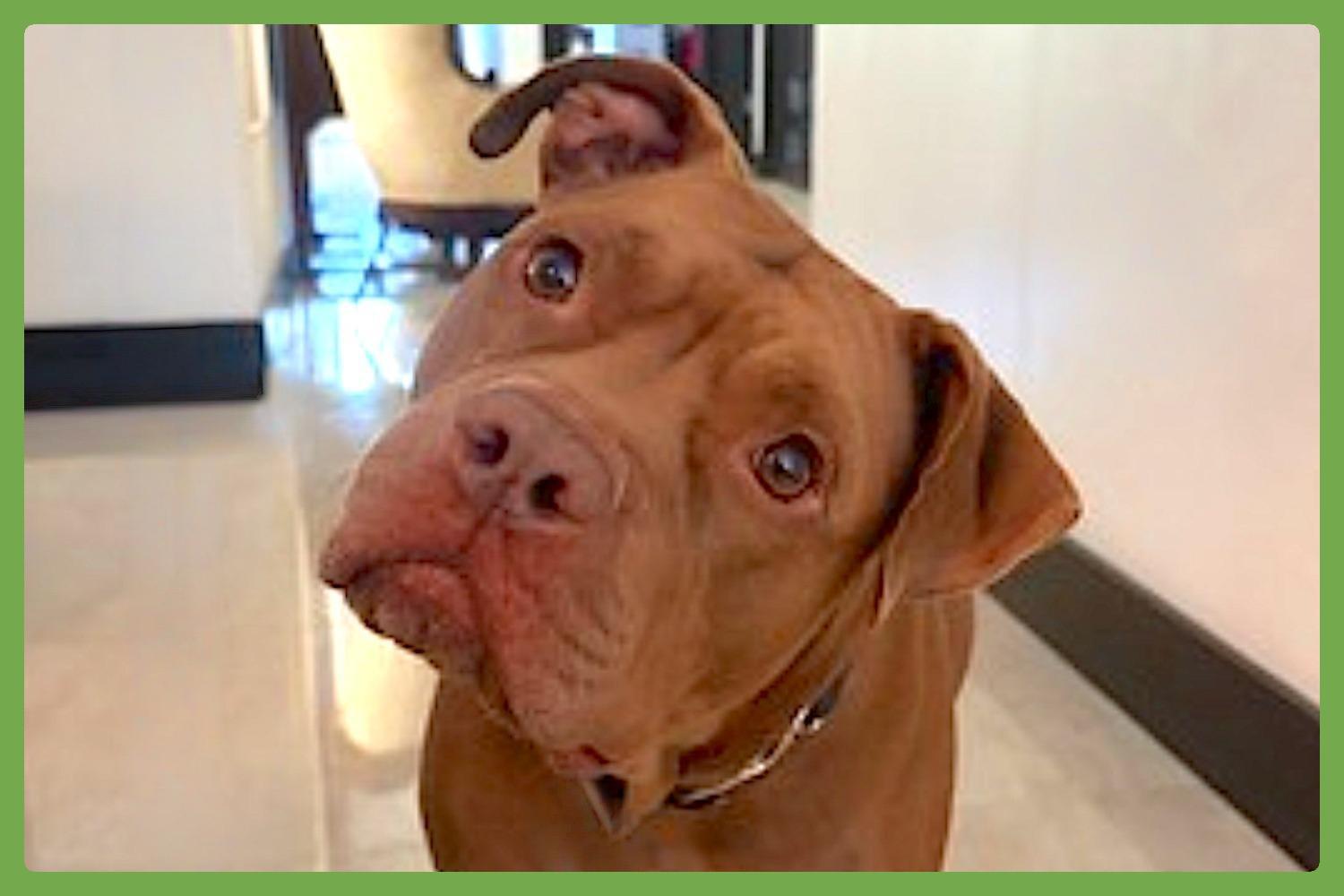 Coco, an adopted mixed breed in Miami, FL image 1/4