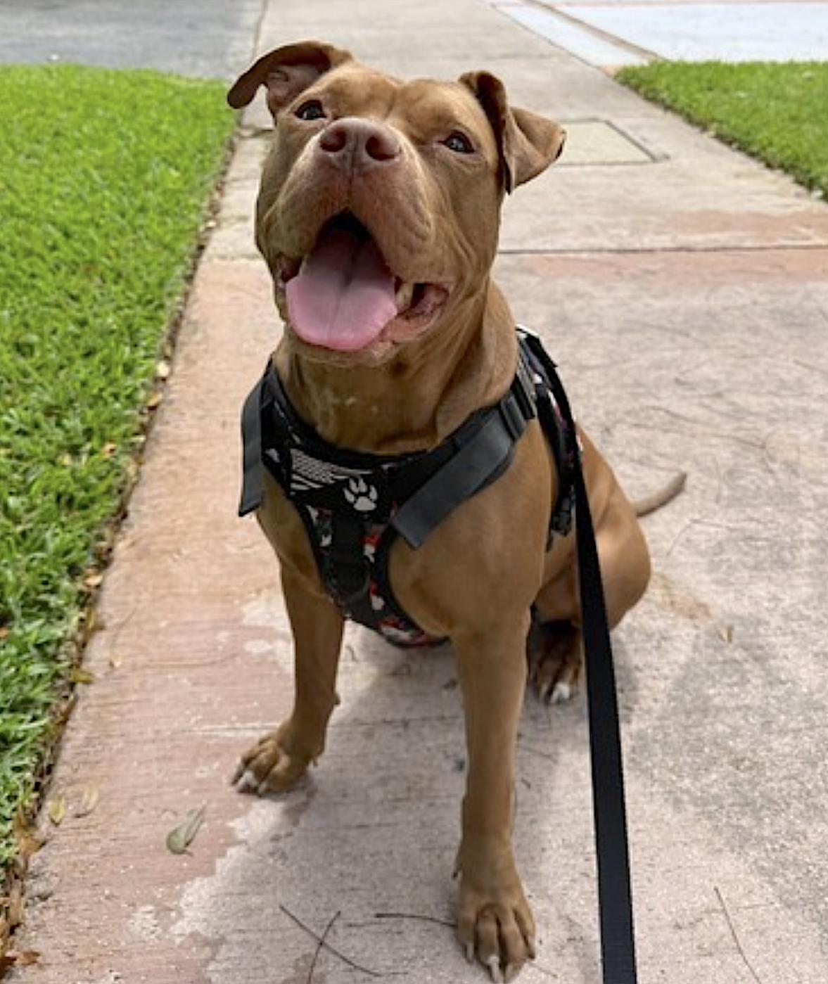 Coco, an adopted mixed breed in Miami, FL image 2/4