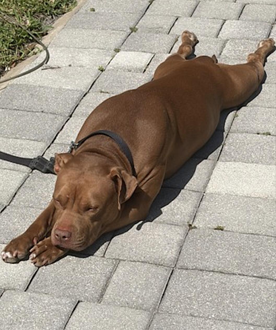 Coco, an adopted mixed breed in Miami, FL image 3/4
