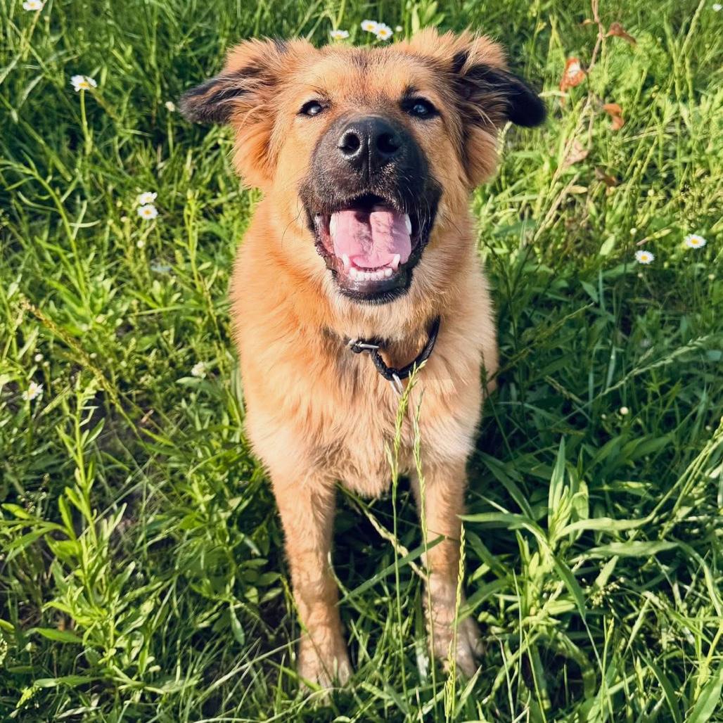 Enlarge Odette, a Adoptable mixed breed in Eureka Springs, AR image 2/6