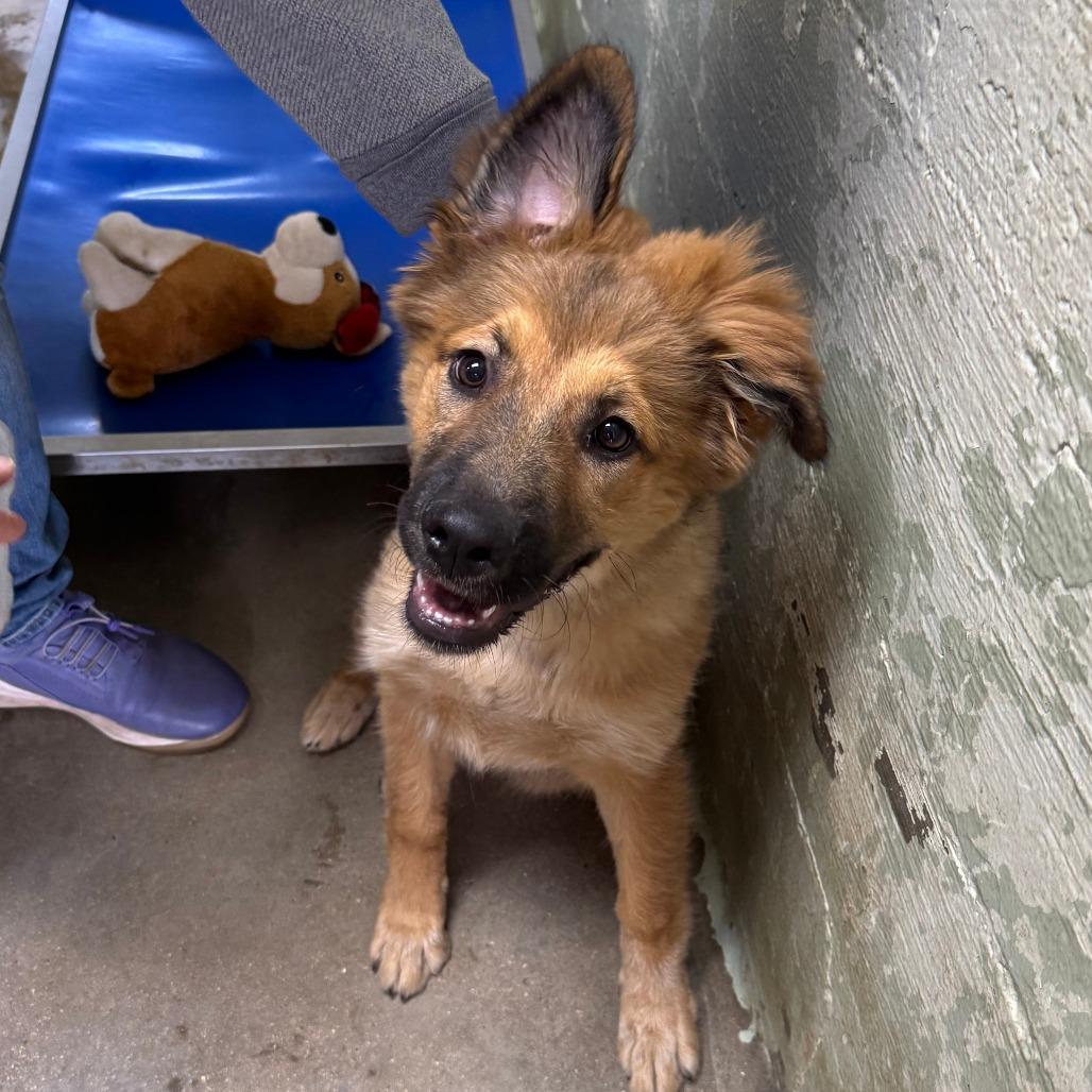 Enlarge Odette, a Adoptable mixed breed in Eureka Springs, AR image 4/6