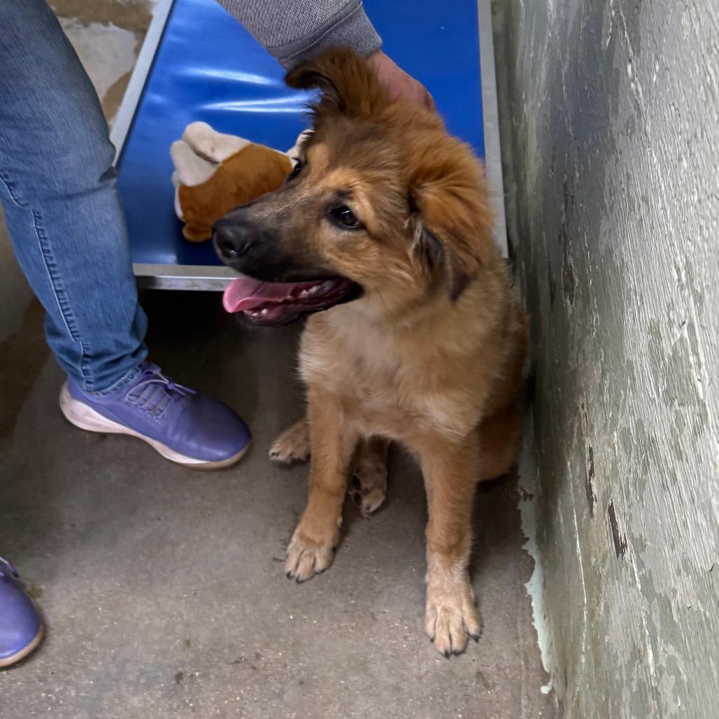 Enlarge Odette, a Adoptable mixed breed in Eureka Springs, AR image 5/6